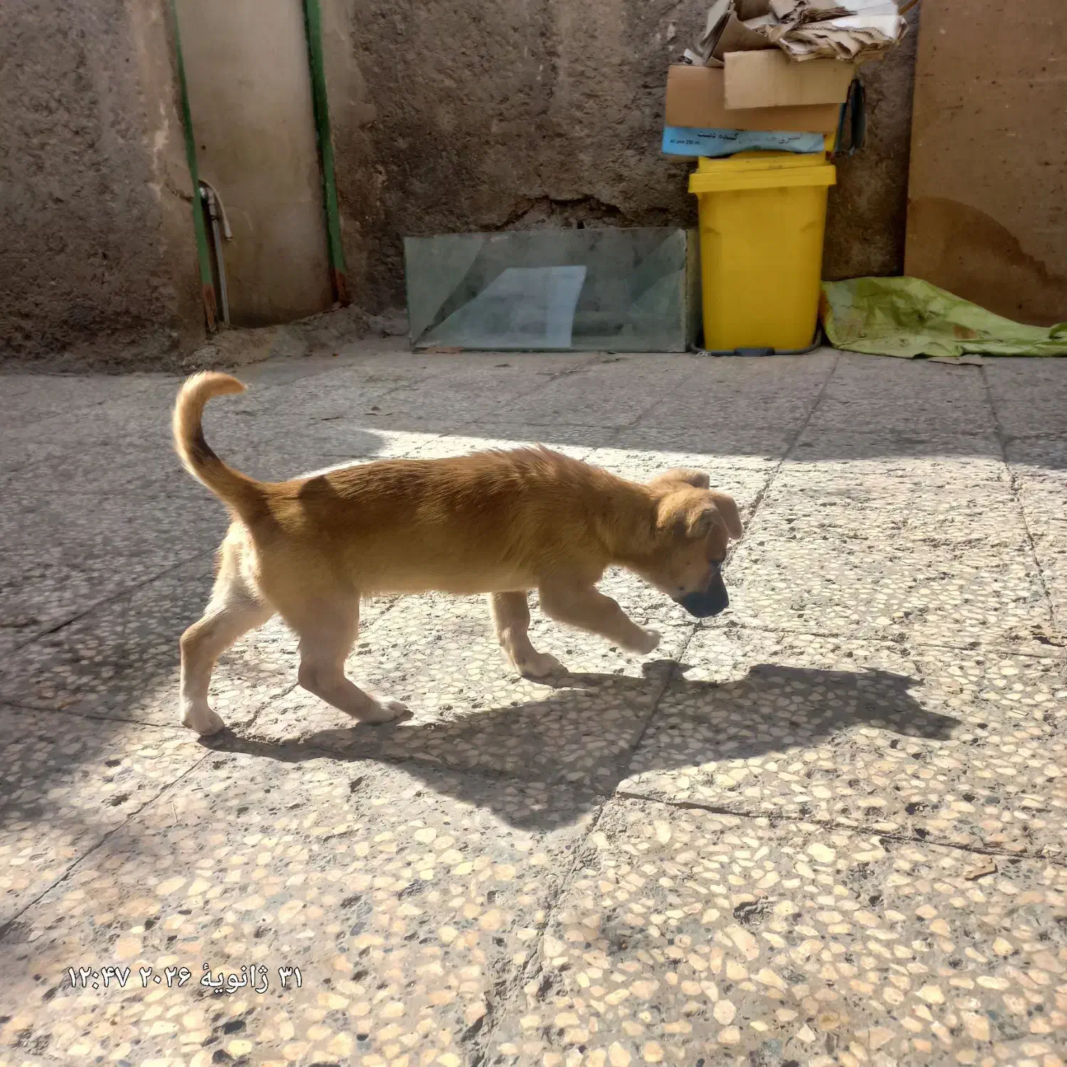 سگ پاکوتاه|سگ|زاهدان, |دیوار