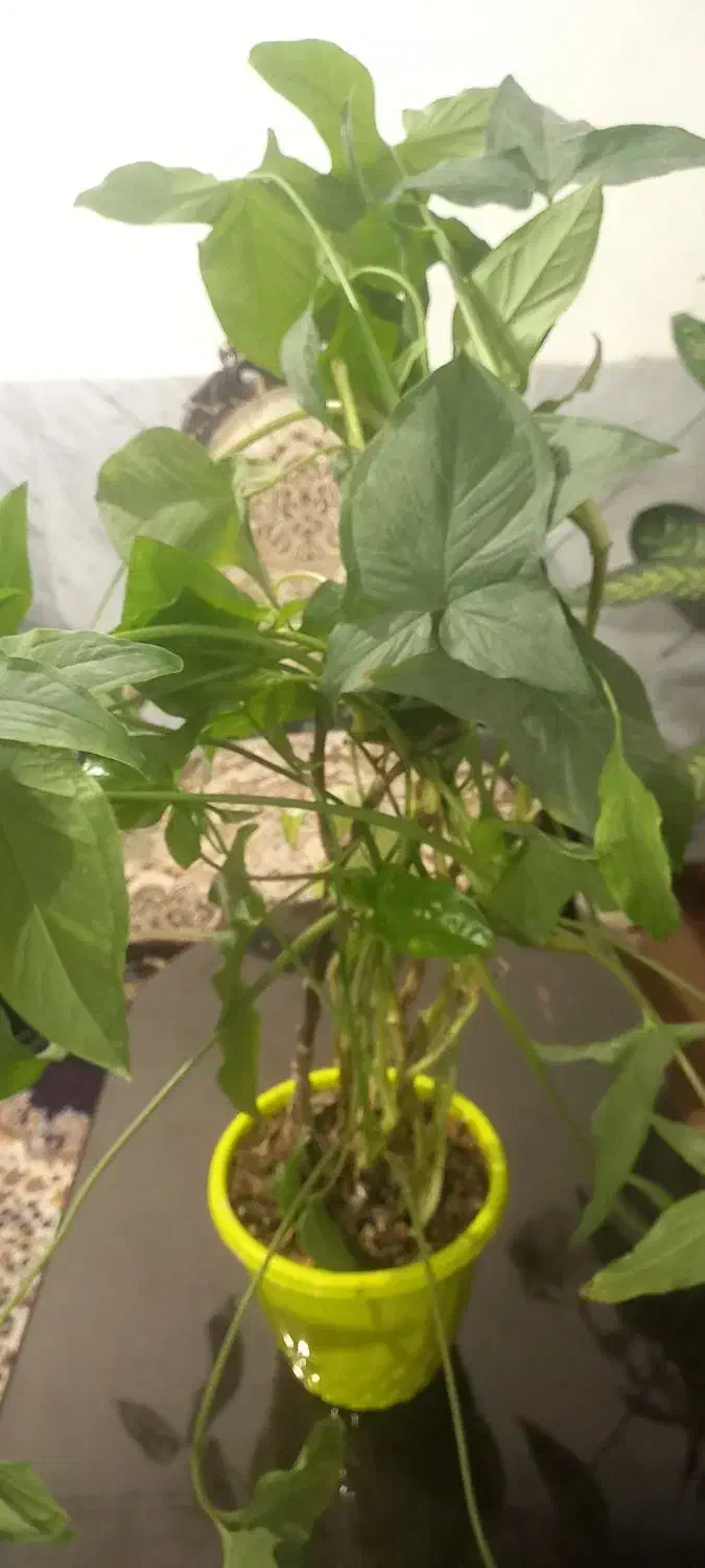 گل شاداب و زیبا|گل و گیاه طبیعی|بروجرد, |دیوار