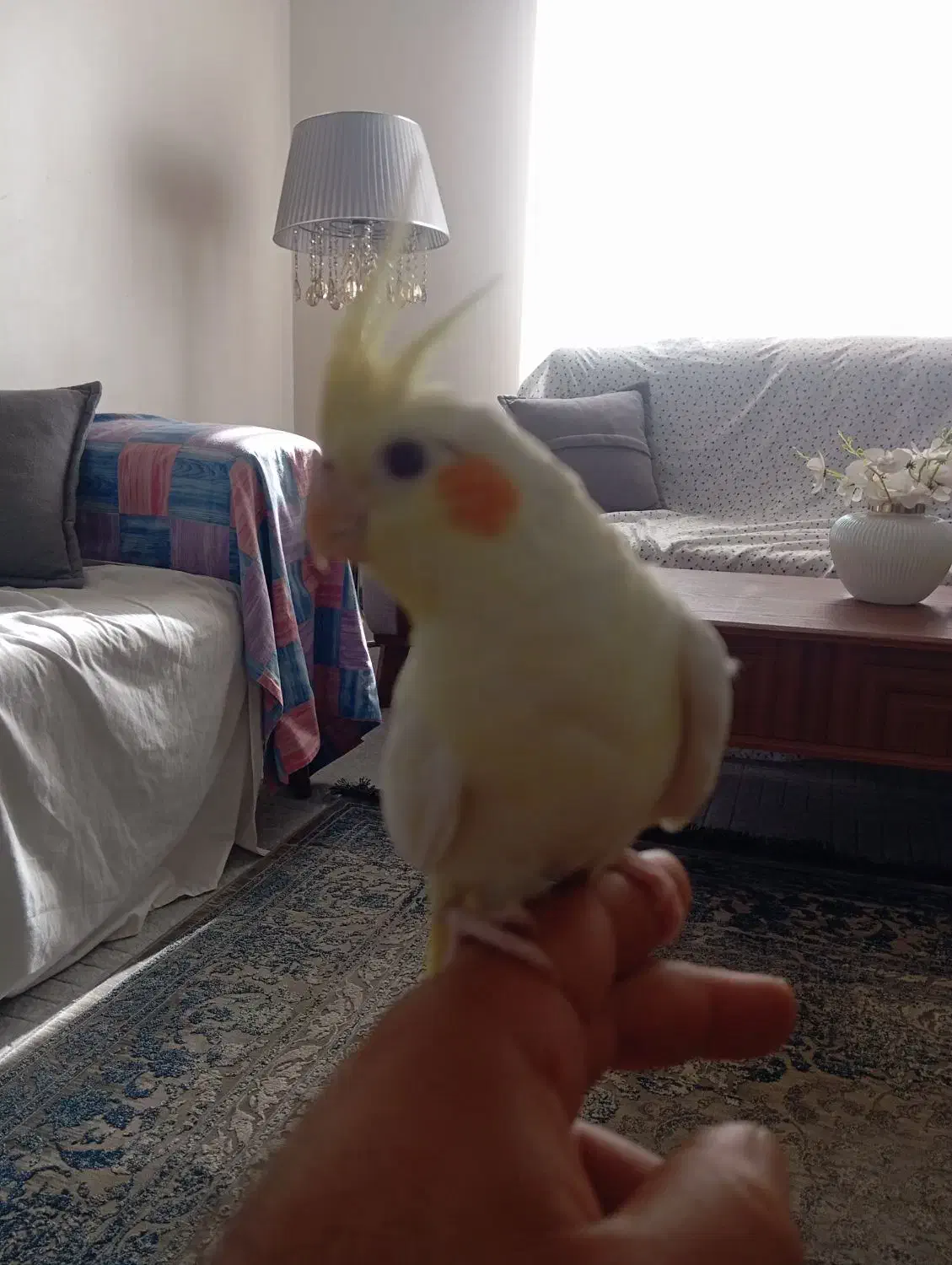 لوتینو گمشده|حیوانات|ری, سیزده آبان|دیوار