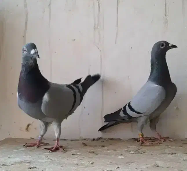 پلاکی نمونه|پرنده|برازجان, |دیوار