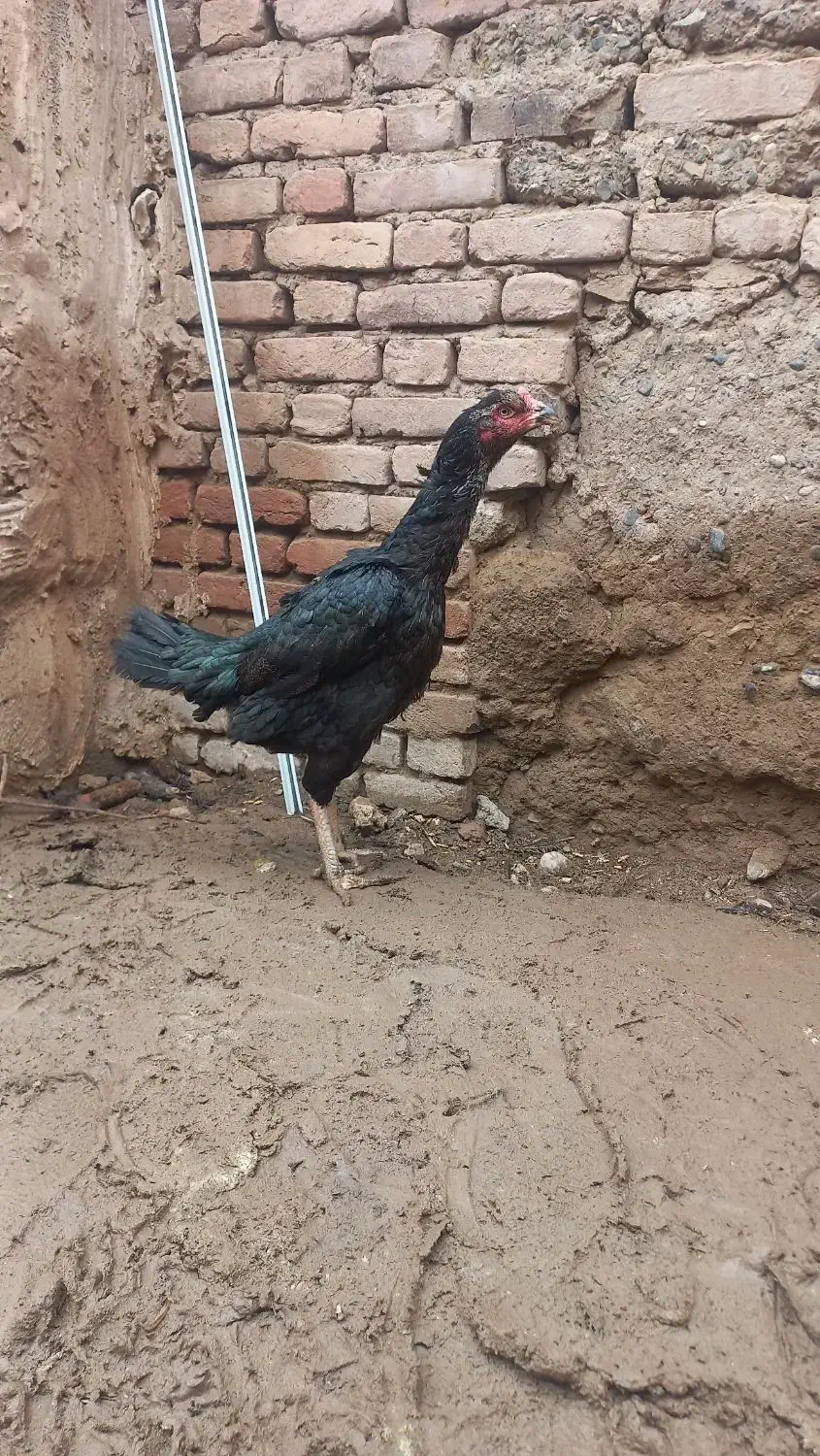 مرغ لاری|حیوانات مزرعه|فیرورق, |دیوار