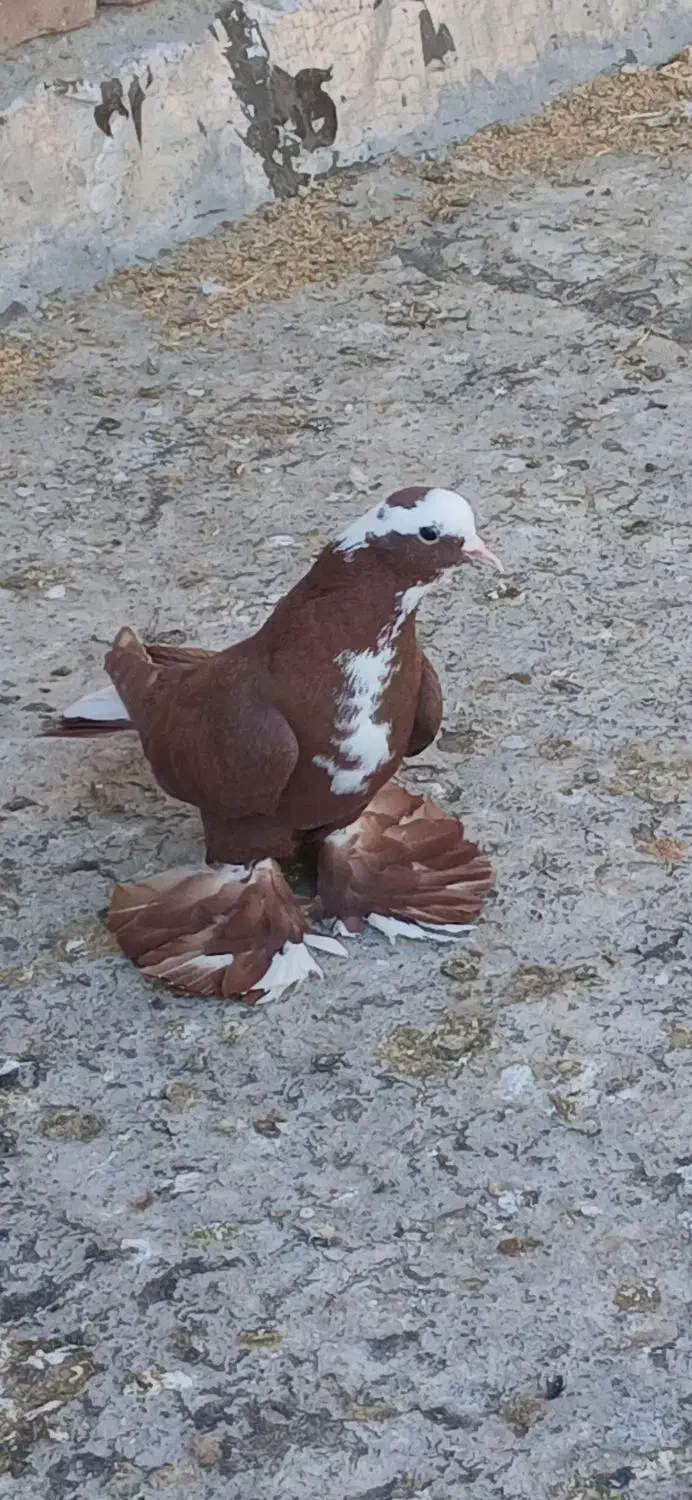 قرمز عرب الچح للهی و یدونه جو شیخی مایا|پرنده|بناب, |دیوار