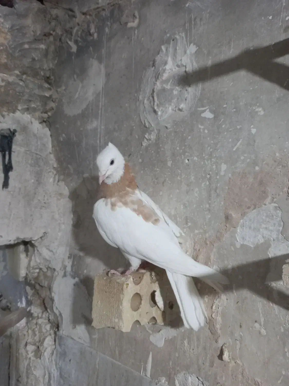 کفتر طوقی زرد|پرنده|مشهد, چهنو|دیوار