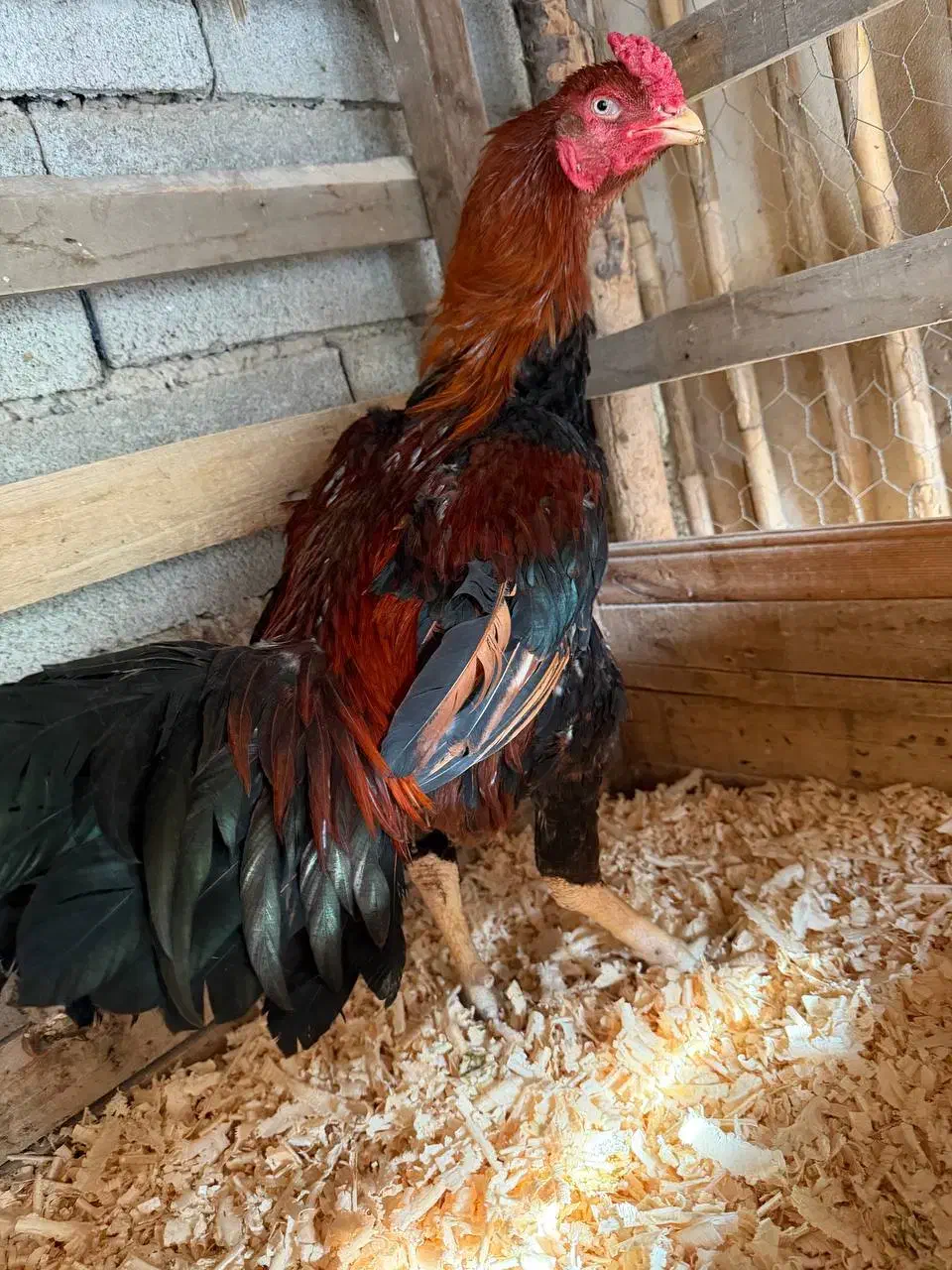 خروس لاری|حیوانات مزرعه|رامیان, |دیوار