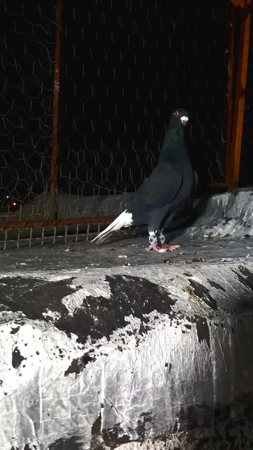 دمسفیدپلاکی|پرنده|مرودشت, کناره|دیوار