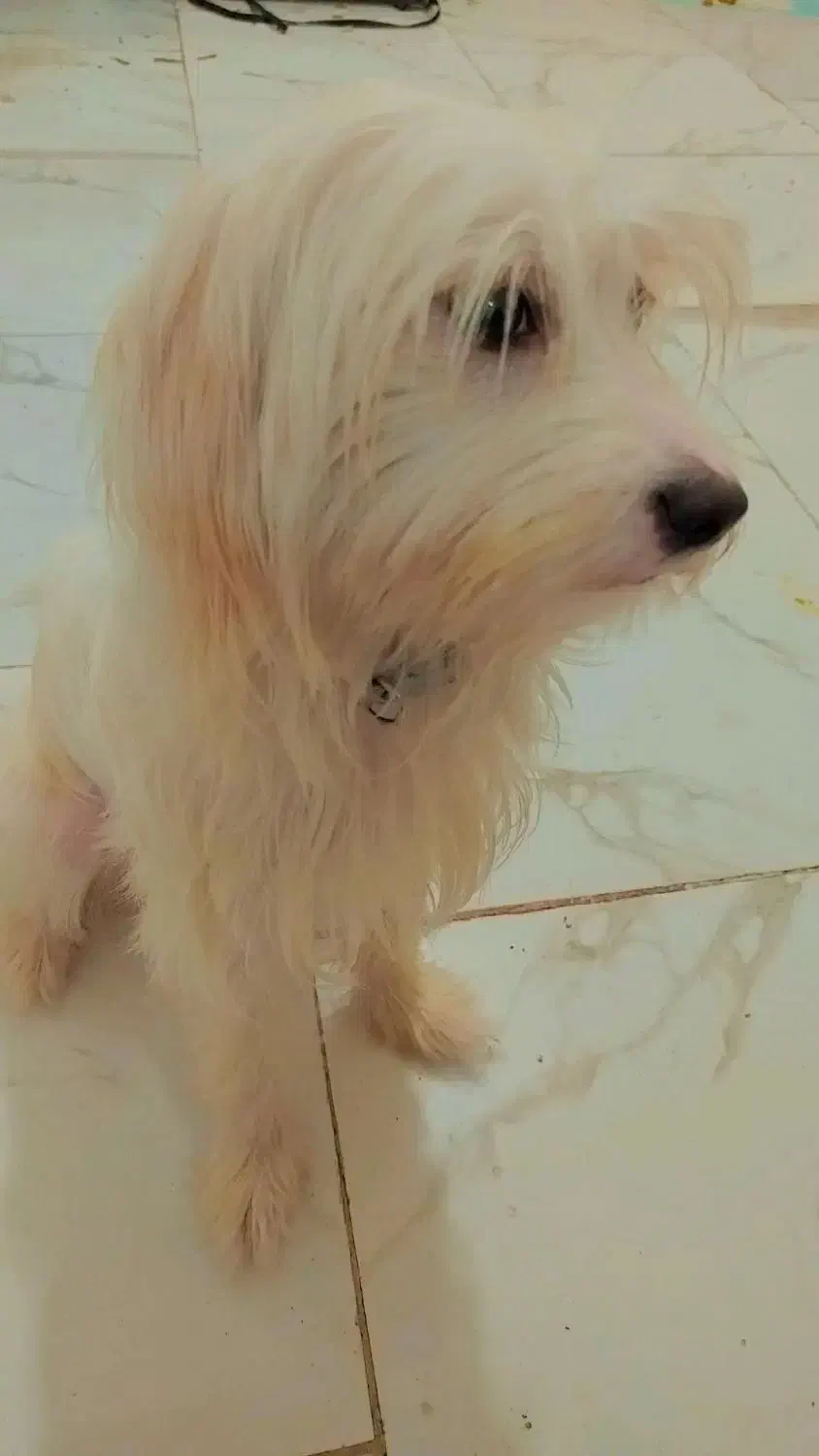 سگ شیتزو|سگ|ملارد, |دیوار