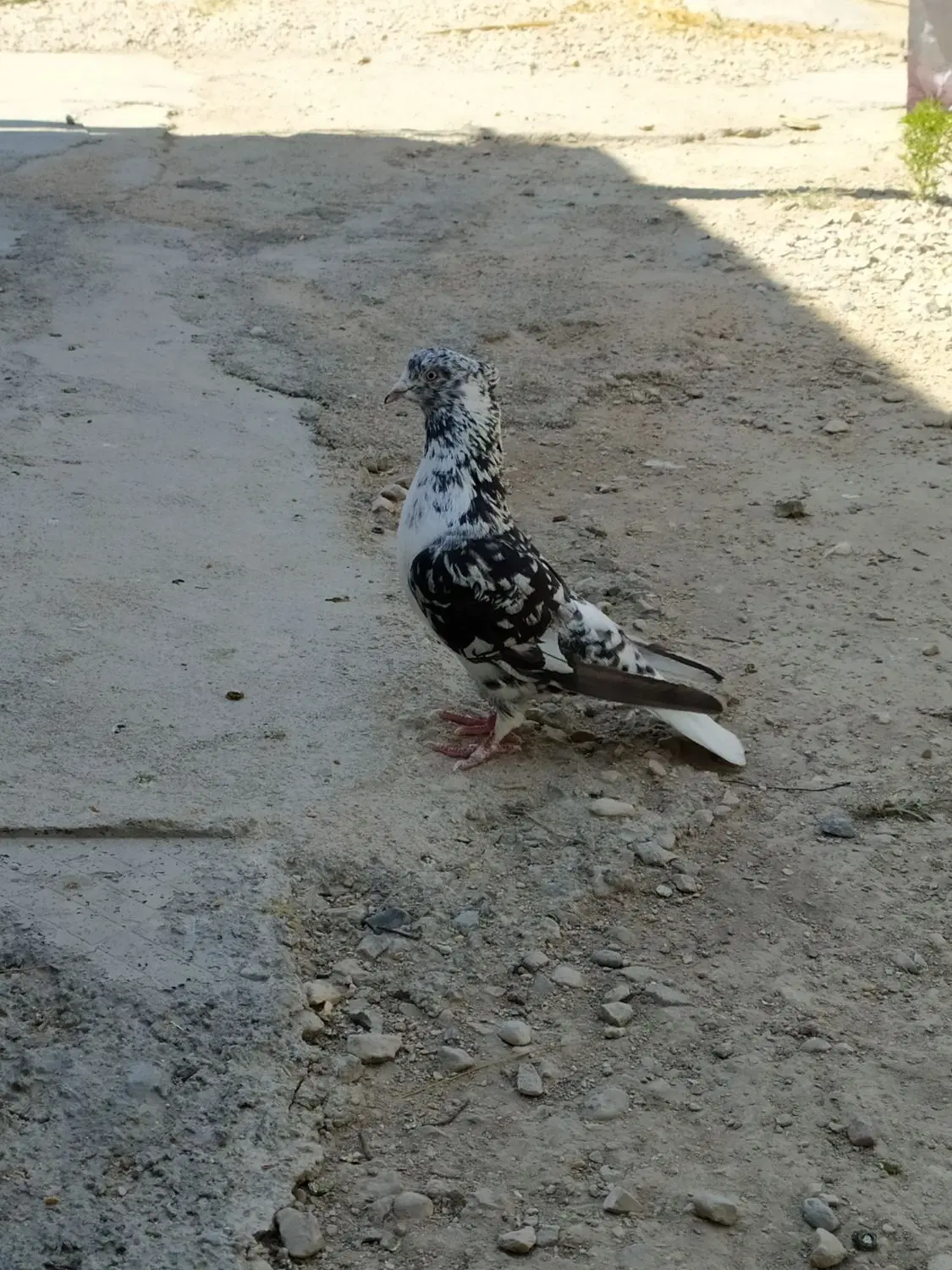 کفتر|پرنده|گرمه, |دیوار