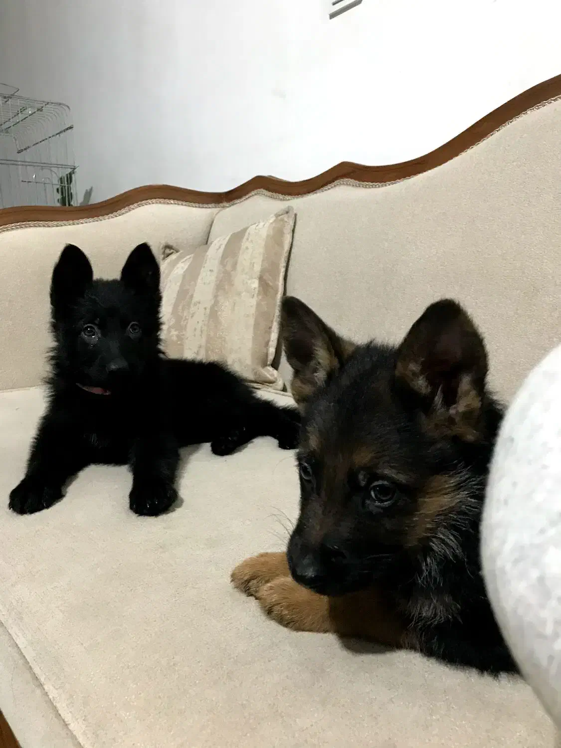 ژرمن شپرد سگ نگهبان|سگ|کوهسار (البرز), |دیوار