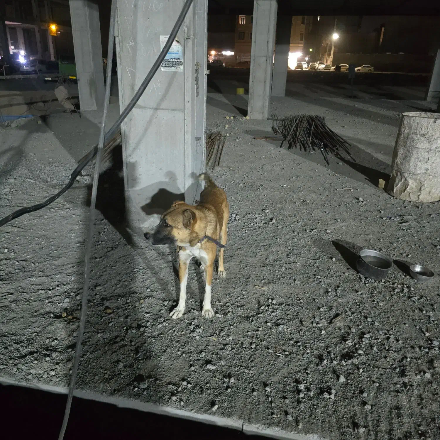 سگ نگهبانی|سگ|بهارستان, |دیوار