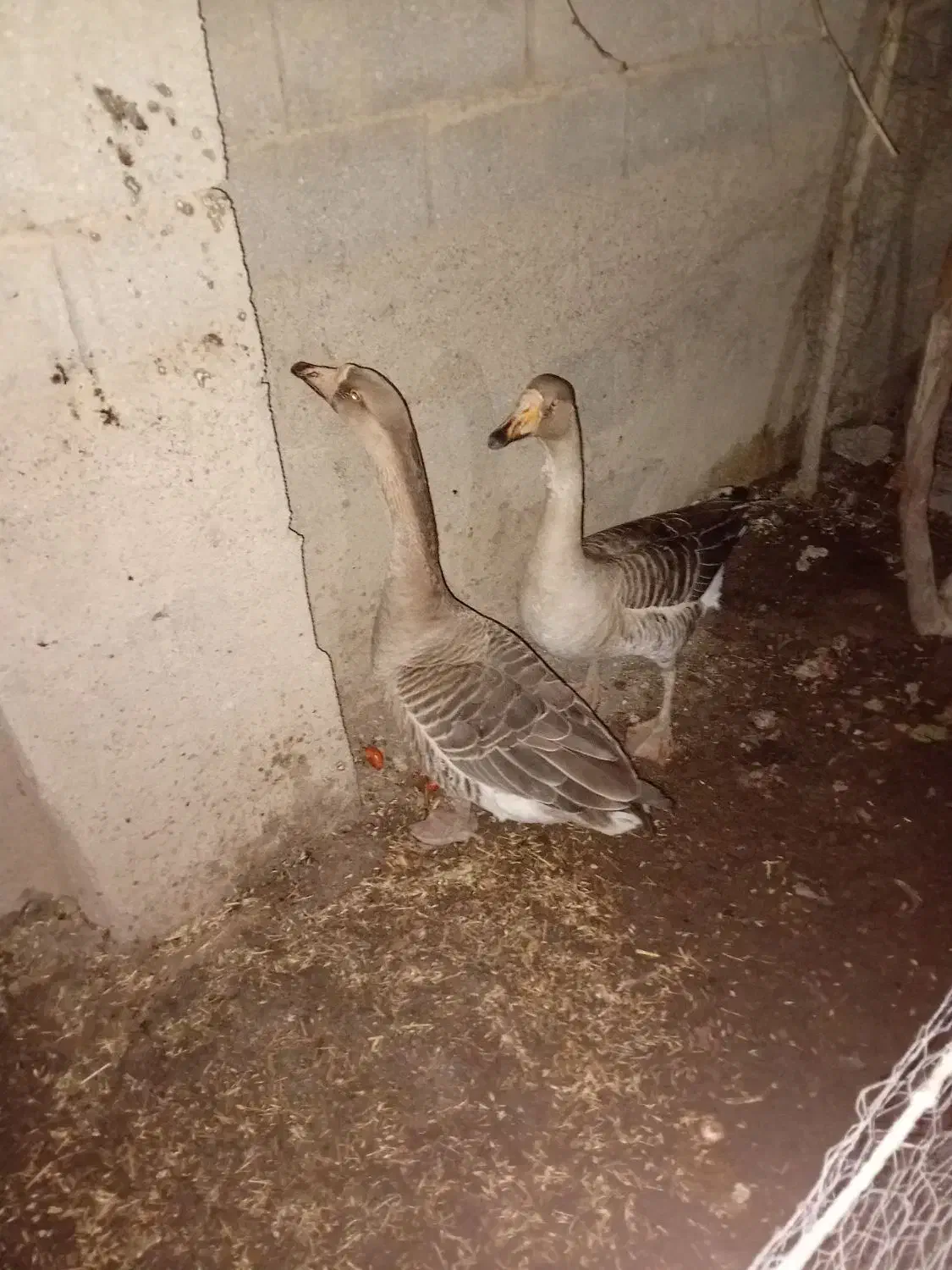 دو غاز دورگ|حیوانات مزرعه|گنبد کاووس, |دیوار