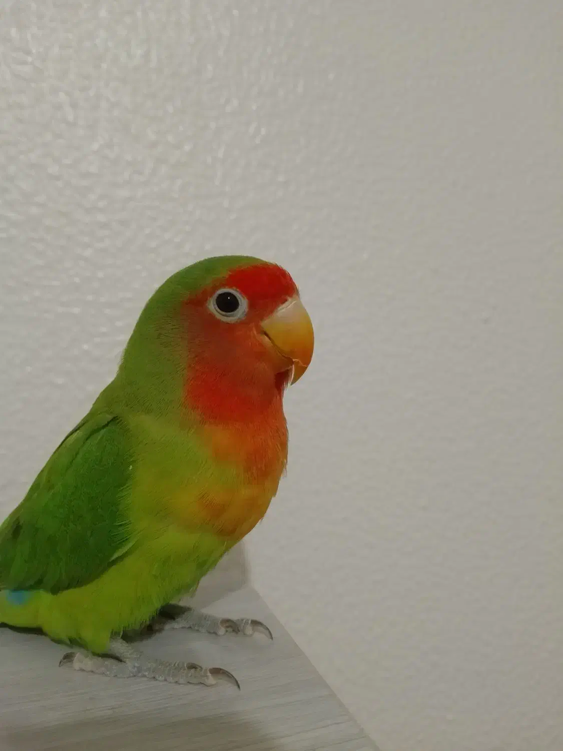 طوطی برزیلی|پرنده|شاهین‌شهر, شهرک گلدیس|دیوار