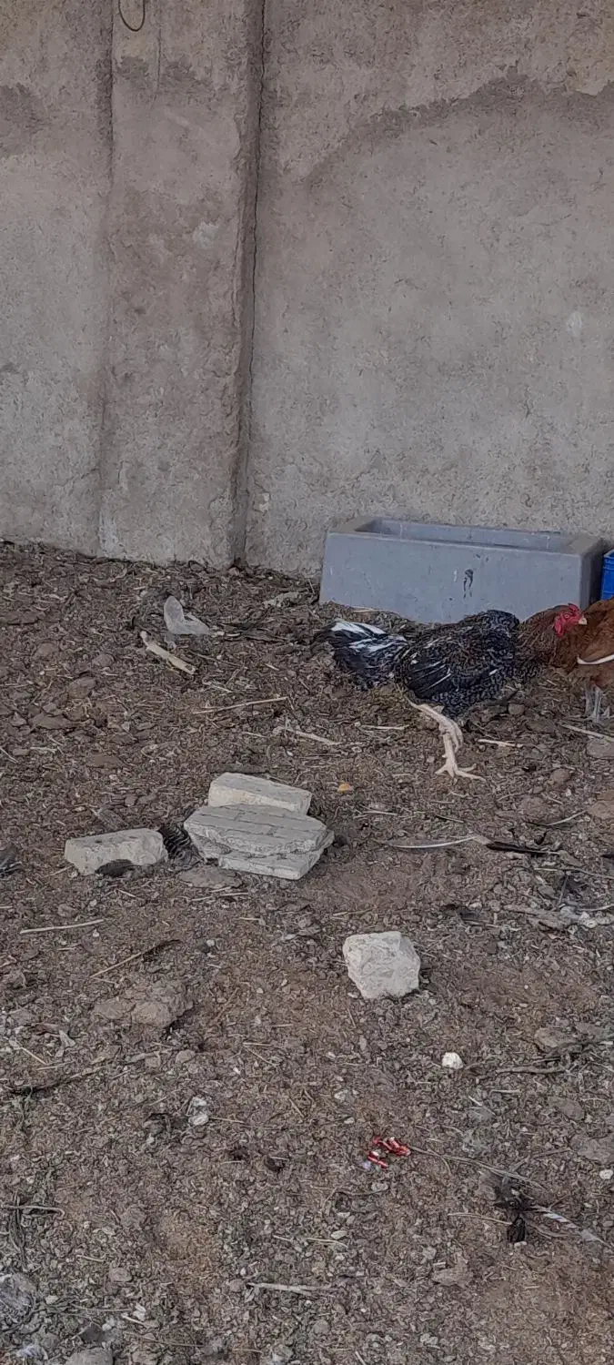 خروس لاری|حیوانات مزرعه|پیشوا, |دیوار