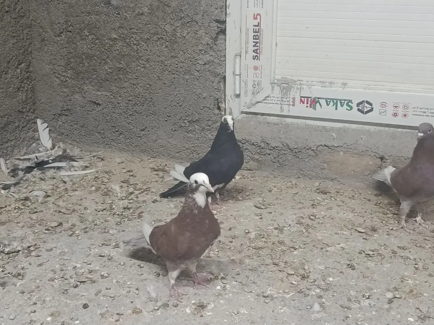 کفتر|پرنده|قم, شهدا|دیوار