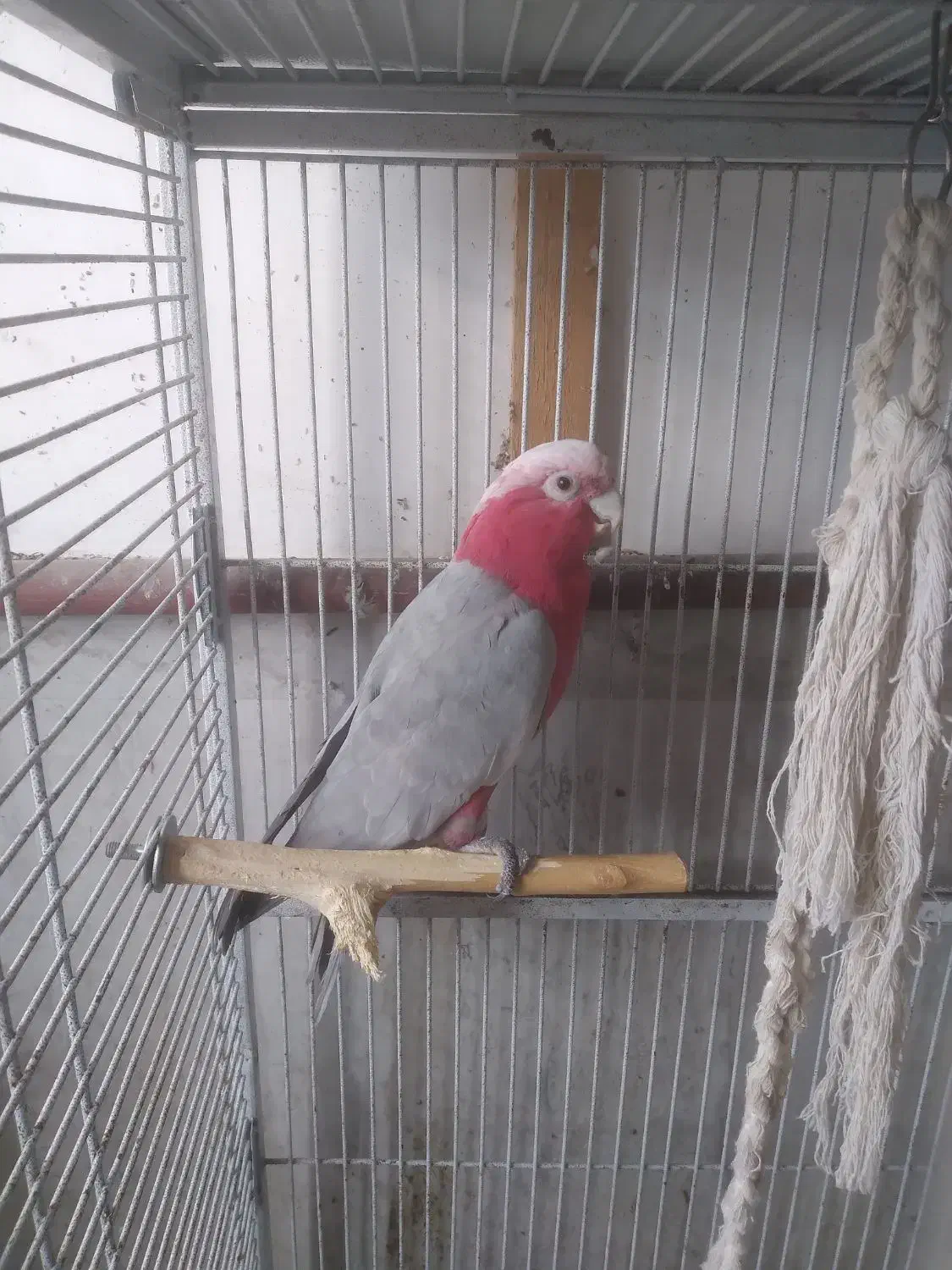 طوطی گالارز.کاسکو.ارا.شاه طوطی|پرنده|رشت, پستک|دیوار