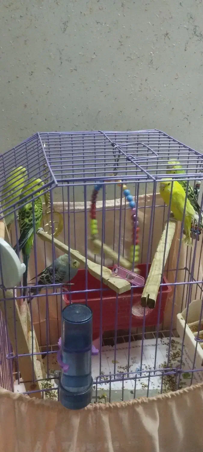 مرغ عشق|پرنده|ری, شهادت|دیوار