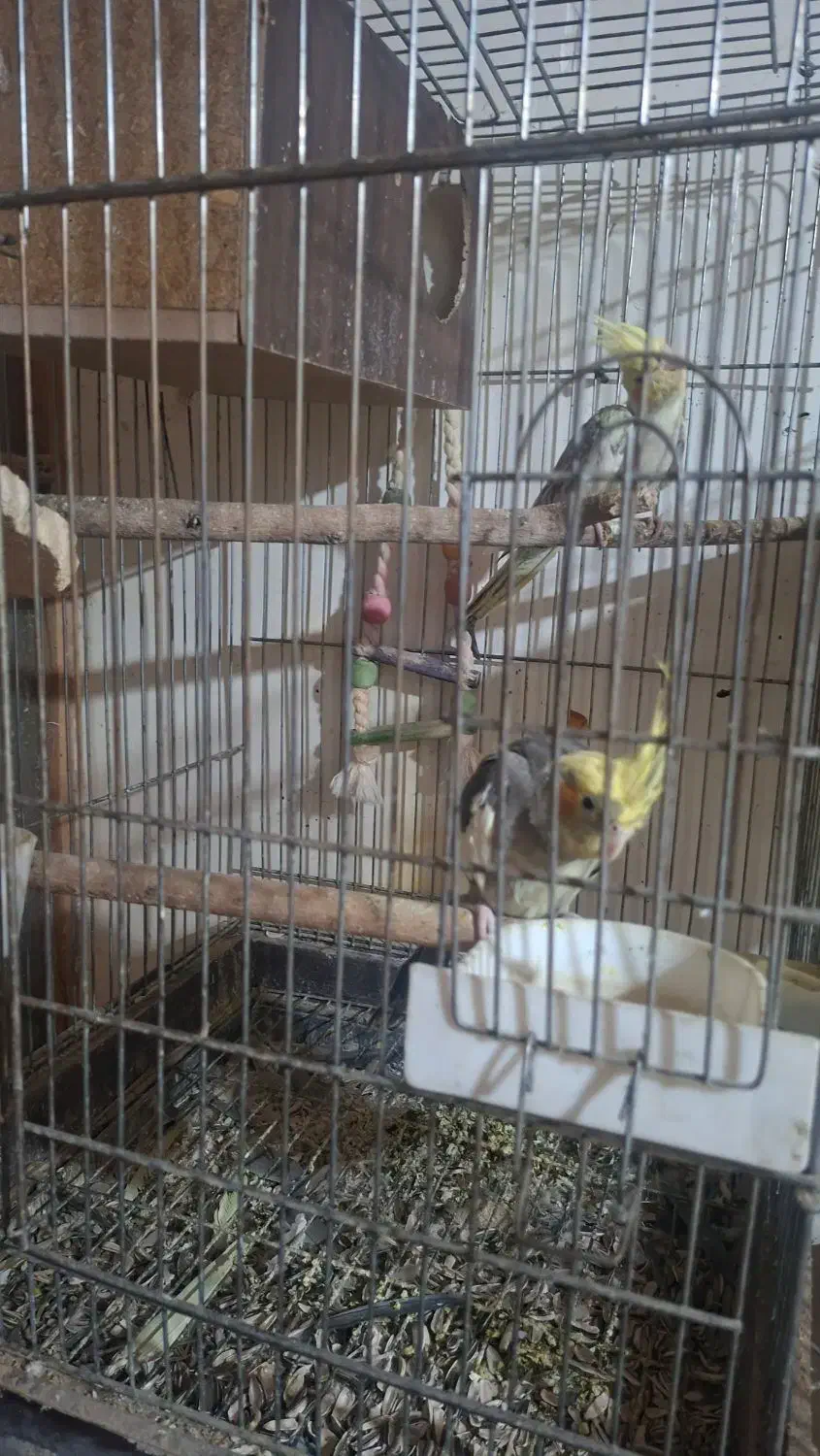 دو جفت عروس هلندی و برزیلی مولد|پرنده|رودهن, |دیوار