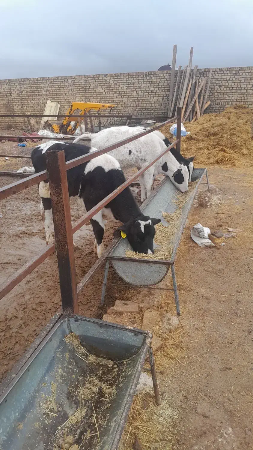 قطع شیر گوساله|حیوانات مزرعه|بوئین زهرا, |دیوار