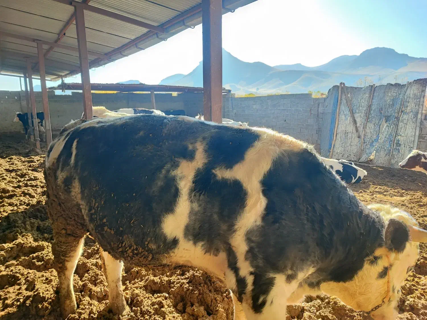 گوساله پرواری هرسین|حیوانات مزرعه|هرسین, |دیوار