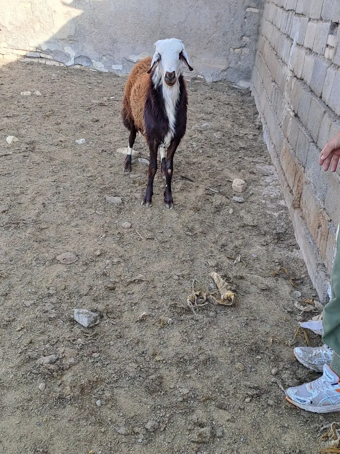 برقوچی افشاری|حیوانات مزرعه|فریمان, |دیوار