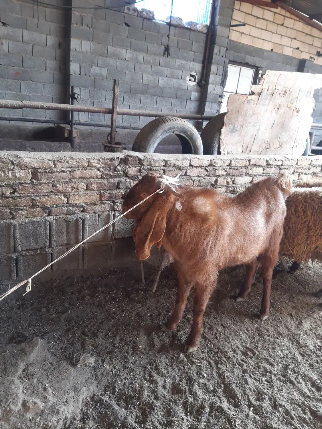 دبر پاکستانی|حیوانات مزرعه|شاهینشهر, گرگاب|دیوار