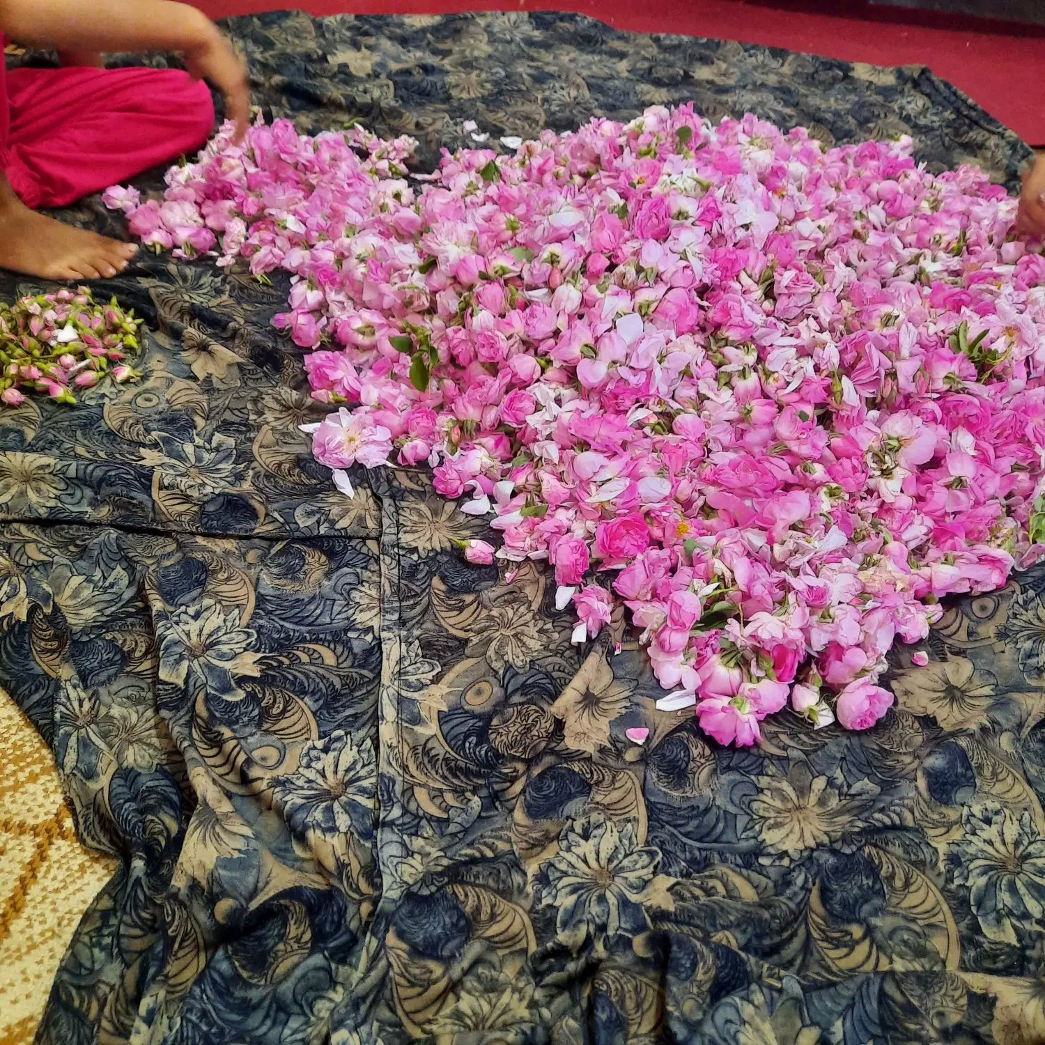 غنچه|گل و گیاه طبیعی|چترود, |دیوار