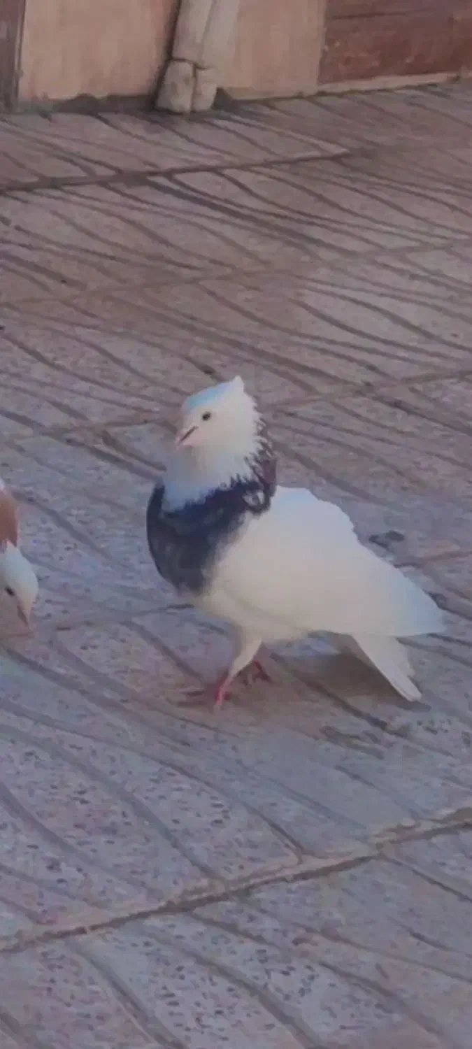 کبوتر|حیوانات|کرمانشاه, |دیوار