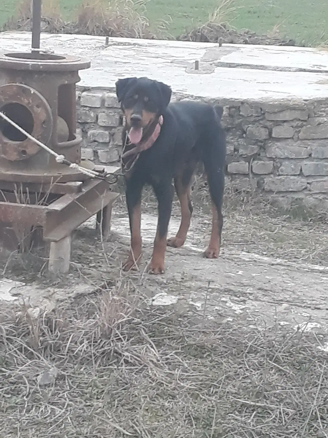 سگ روتوایلر نگهبان|سگ|مینودشت, |دیوار