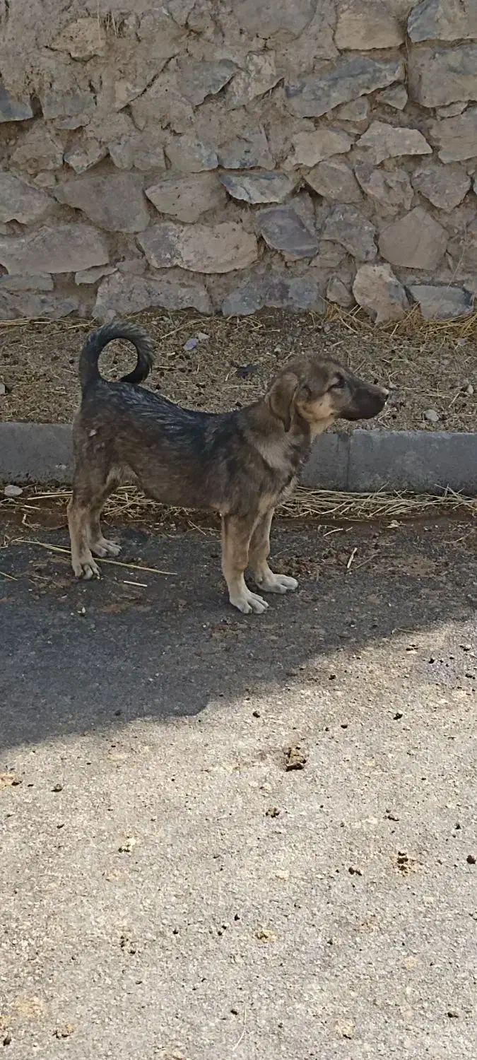 توله ماده 3ماهه پشدر|سگ|صومای برادوست, |دیوار