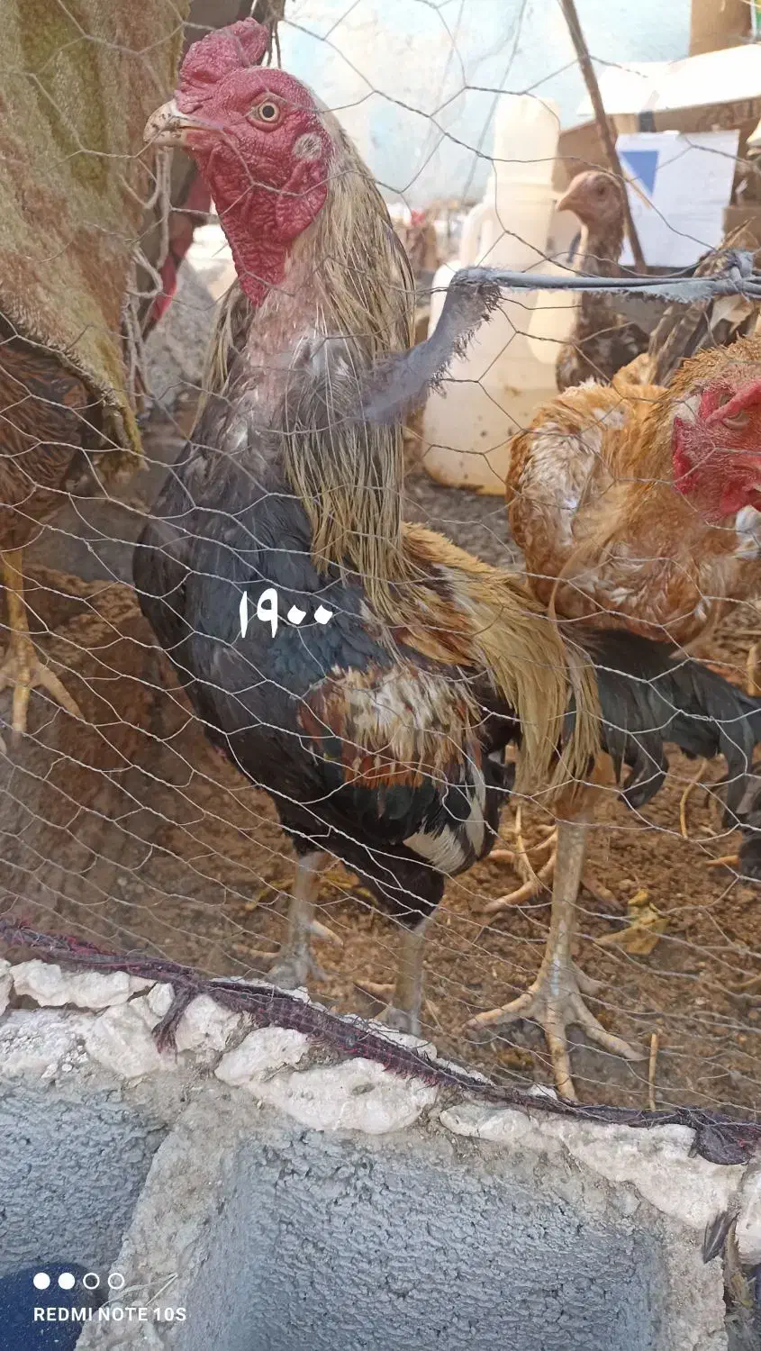 مرغ خروس نصل دار برای مال داری|پرنده|بمپور, |دیوار