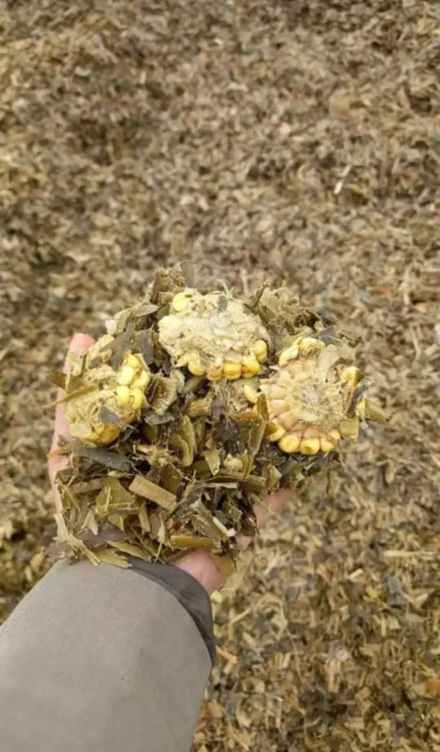 ذرت علوفه ای بسته بندی چاپر پردان درجه یک.|عمده‌فروشی|سبزوار, طبرسی (جعفرآباد)|دیوار