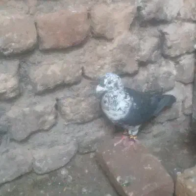 سوسکی بزک سینه سفیدعتیقه|پرنده|تربت‌حیدریه, کوی شهید احمدزاده ملکی|دیوار