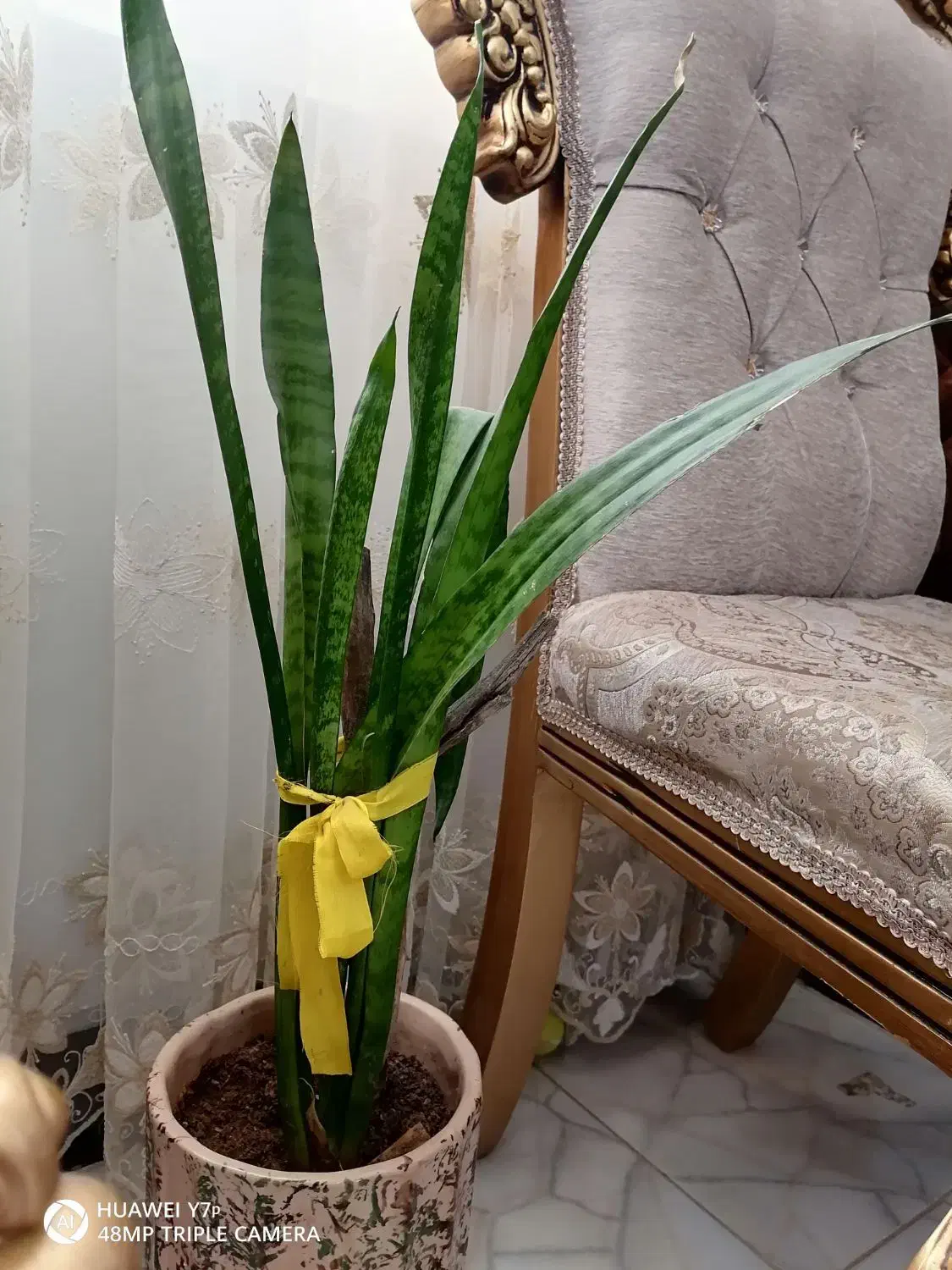 گل شمشیری|گل و گیاه طبیعی|خوسف, |دیوار