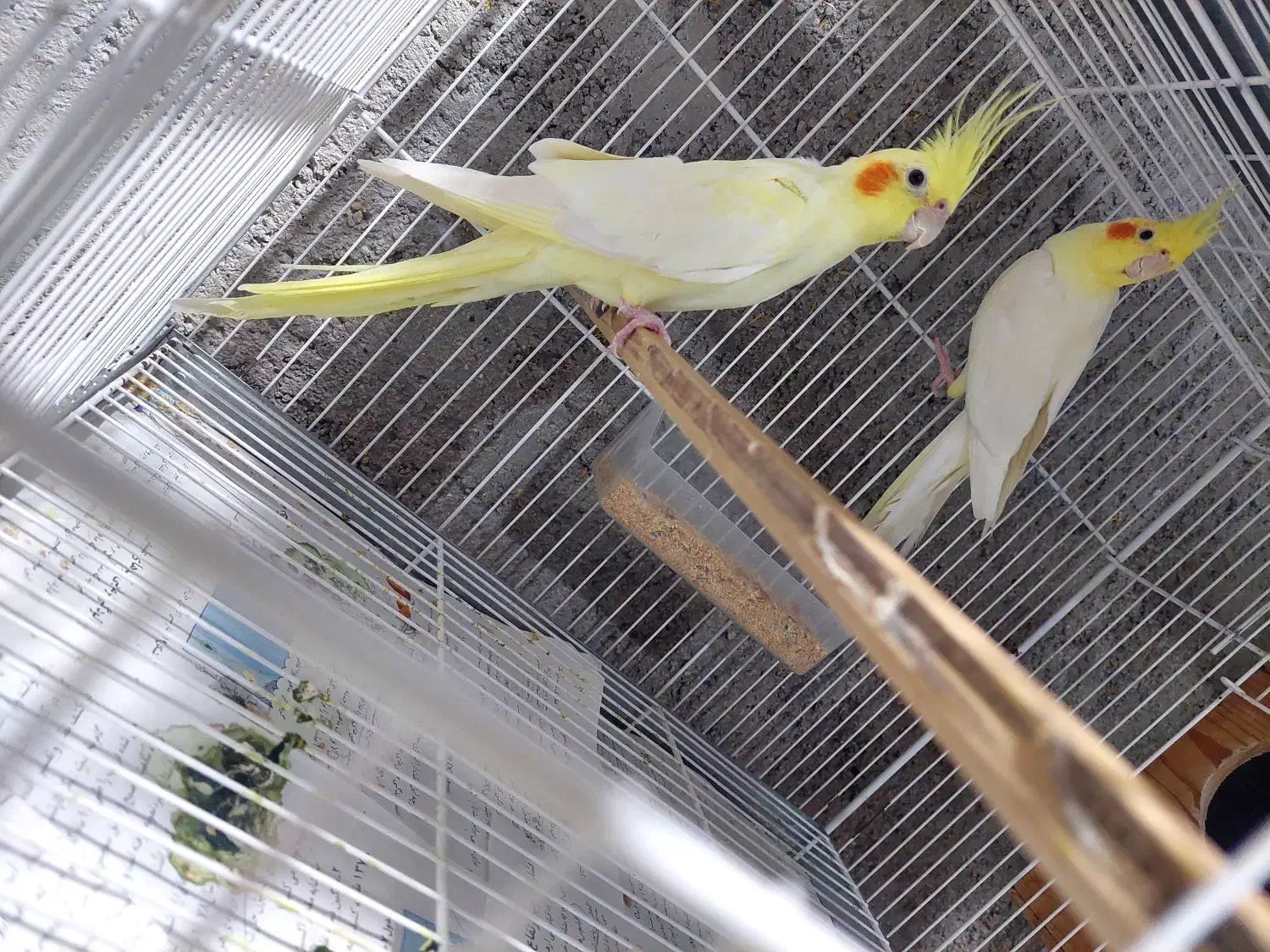 عروس هلندی مولد|پرنده|برازجان, |دیوار