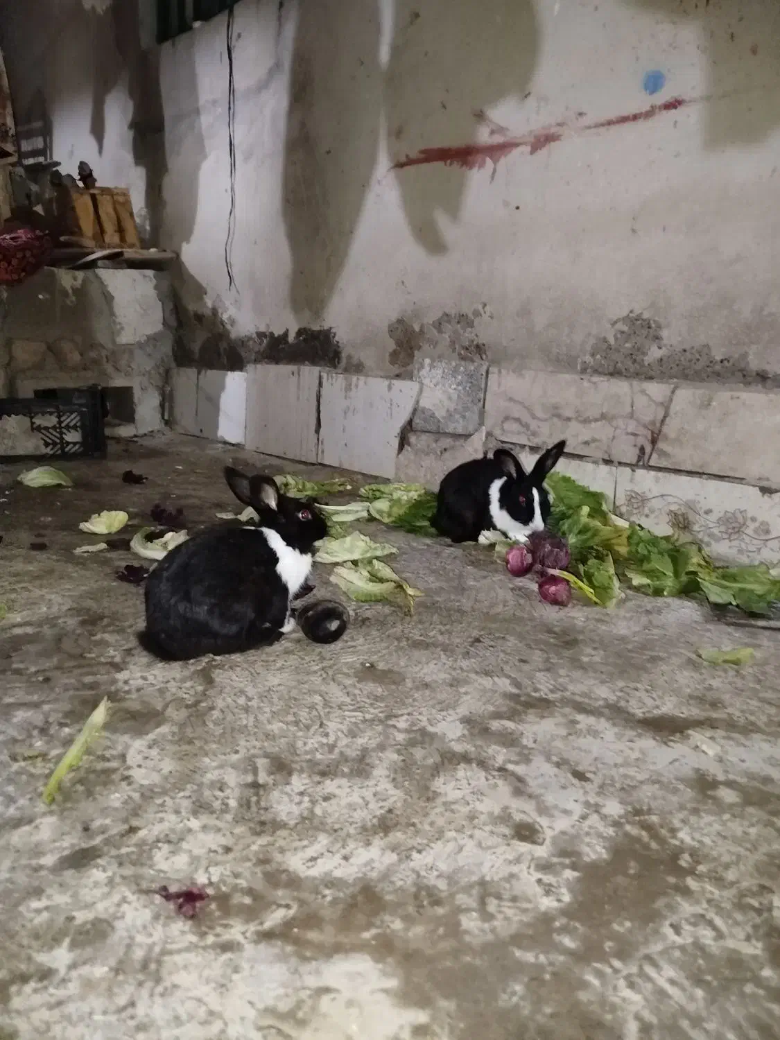 دو عدد خرگوش نر و خوشگل و دوست داشتنی|موش و خرگوش|چابهار, |دیوار