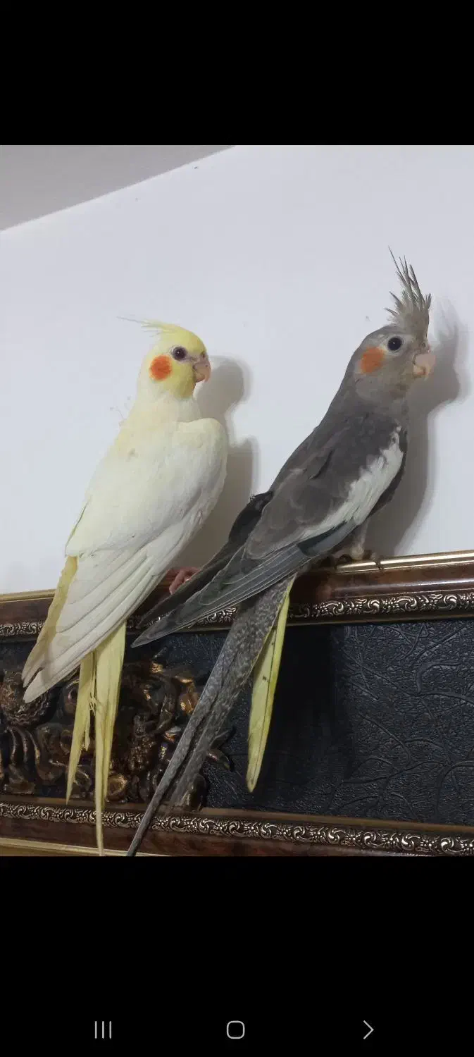 پرنده عروس هلندی|پرنده|کوچصفهان, |دیوار