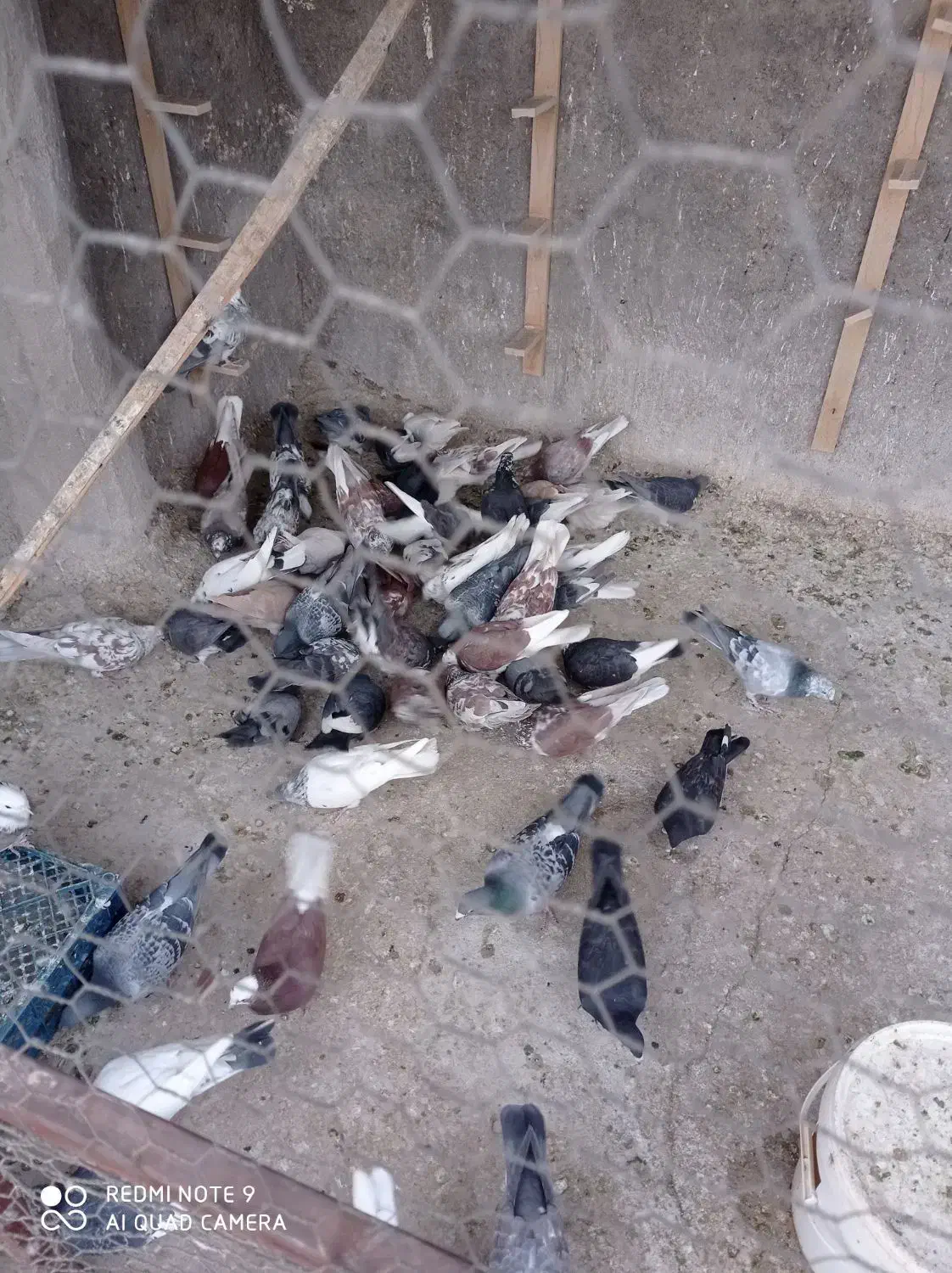 کبوتر. رنگی|پرنده|اردکان, |دیوار