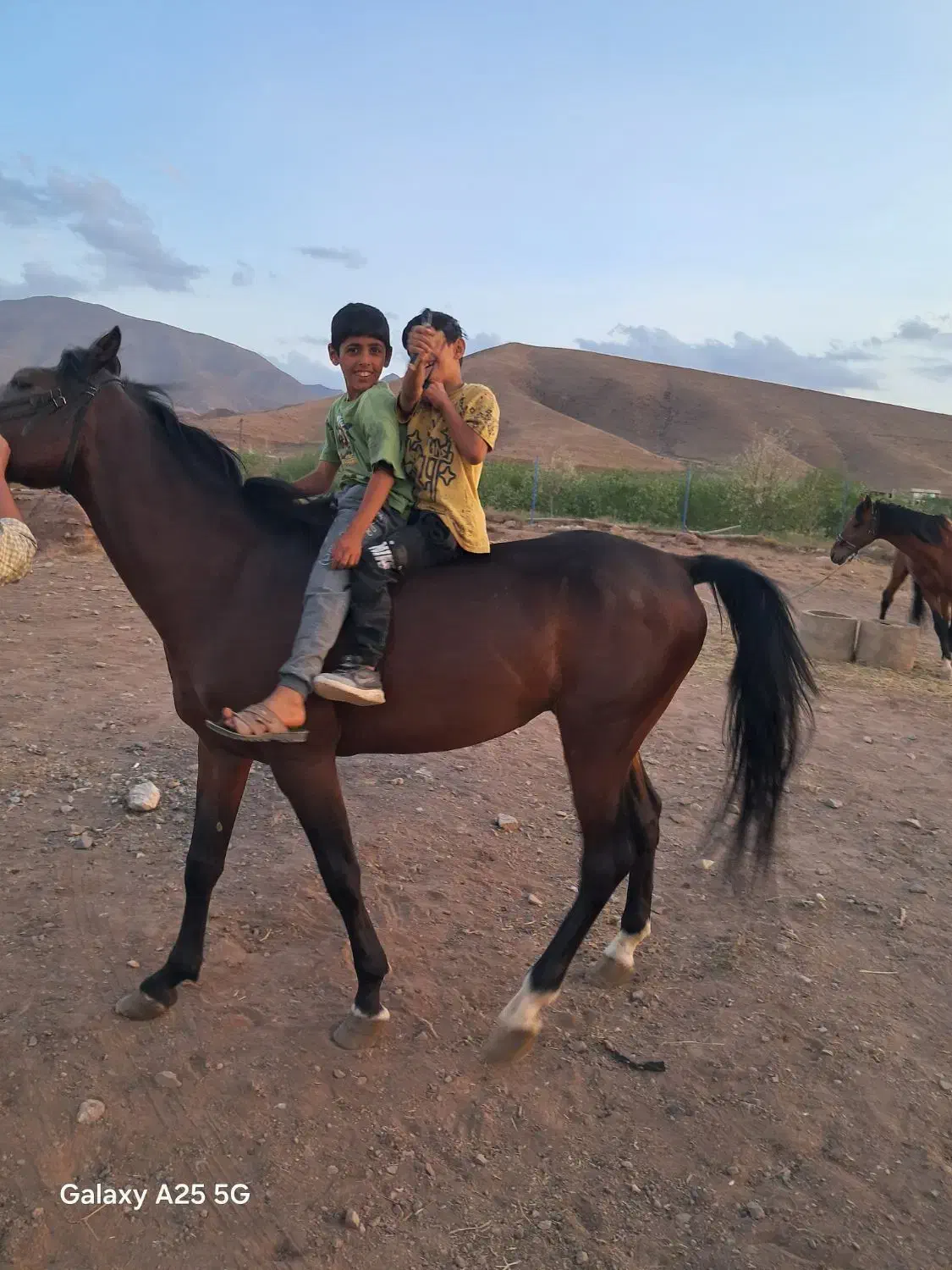 اسب  کهر  پر خون|اسب و تجهیزات اسبسواری|مرند, |دیوار