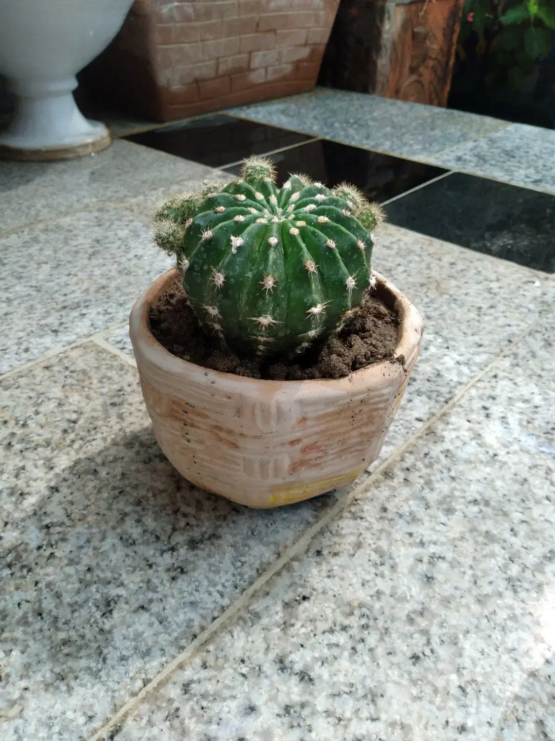 کاکتوس|گل و گیاه طبیعی|خمینیشهر, |دیوار