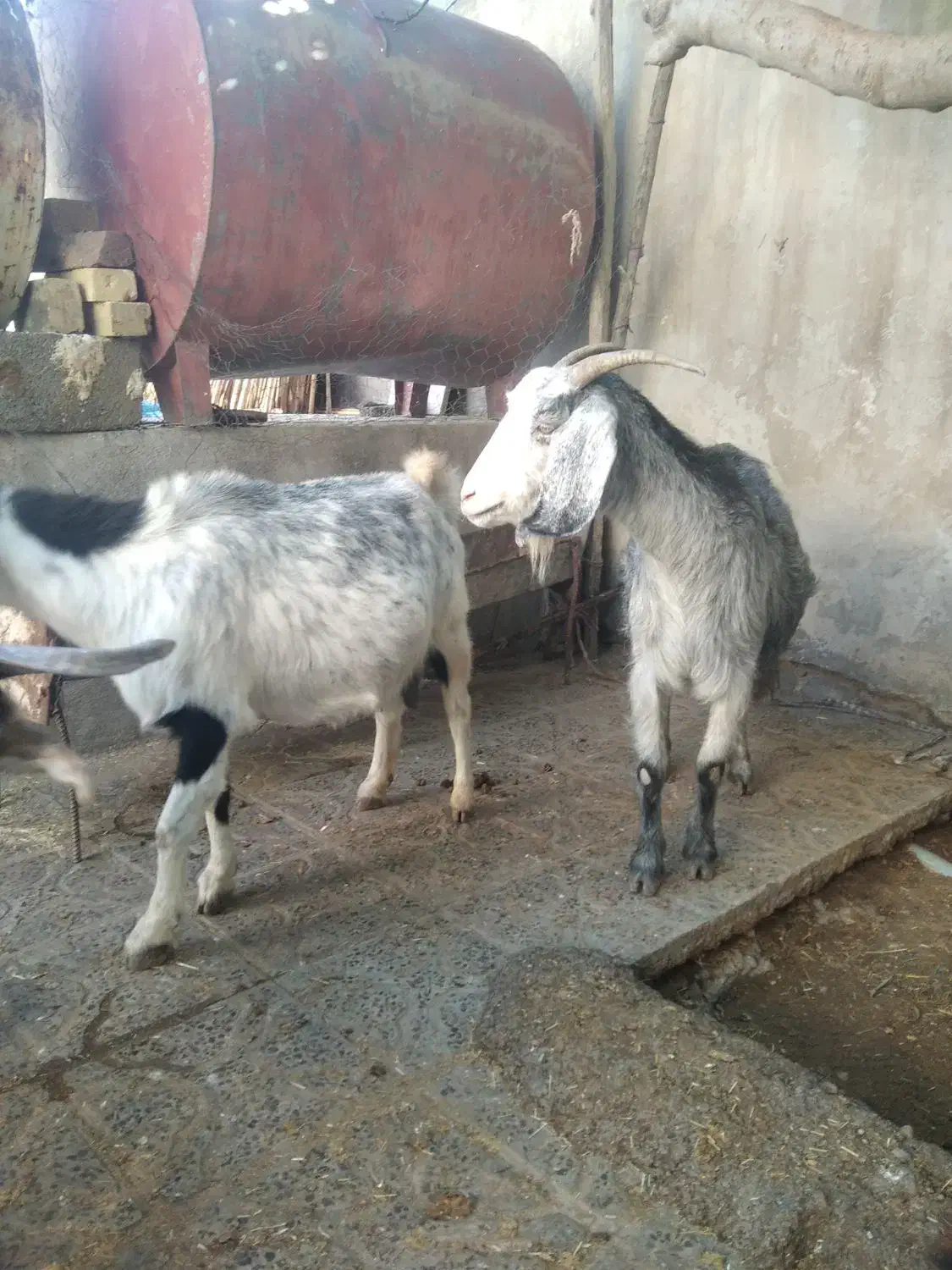 بز و بزغاله|حیوانات مزرعه|گچی, |دیوار