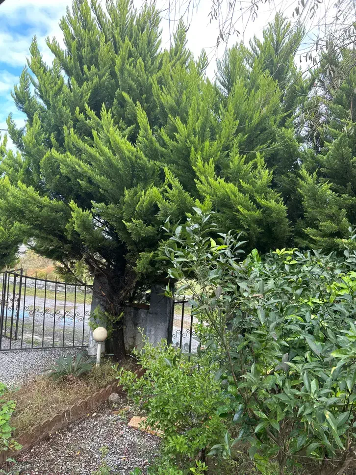 ۱۵عدد کاج پربار|گل و گیاه طبیعی|محمودآباد, |دیوار