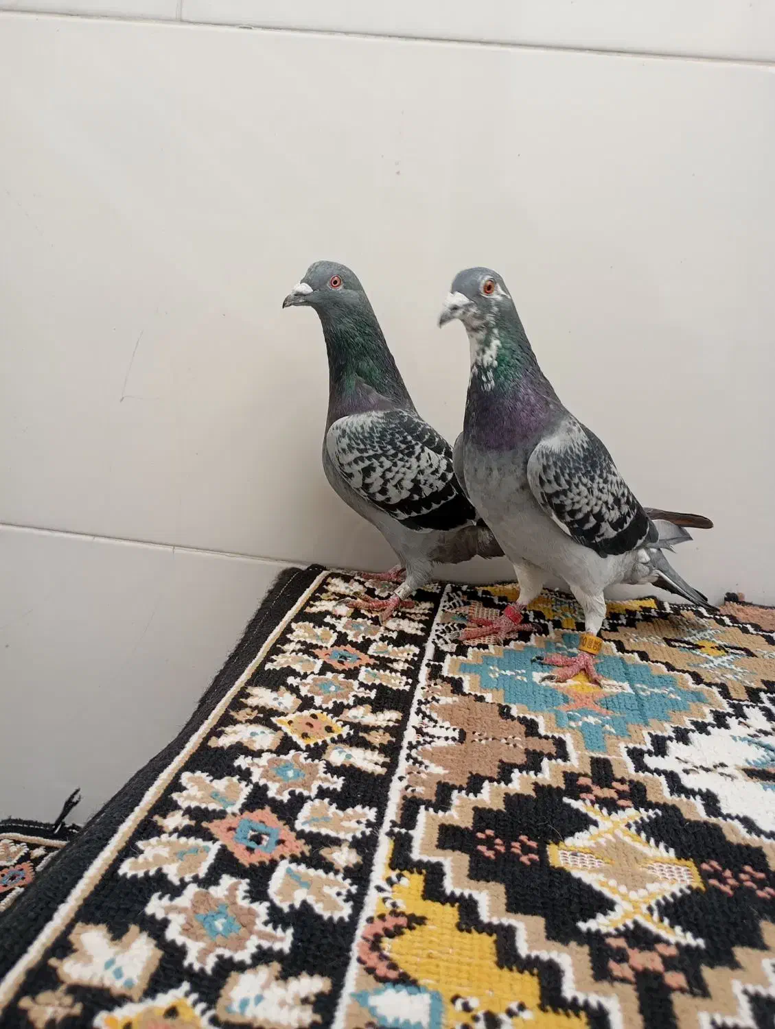 مسافتی|پرنده|سنندج, |دیوار