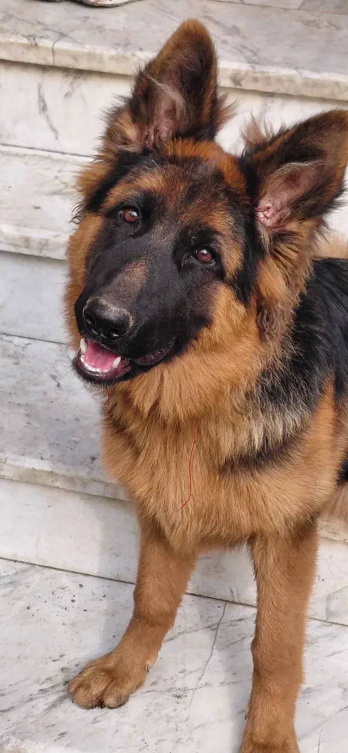 ژرمن شولاین اصیل|سگ|چالوس, |دیوار