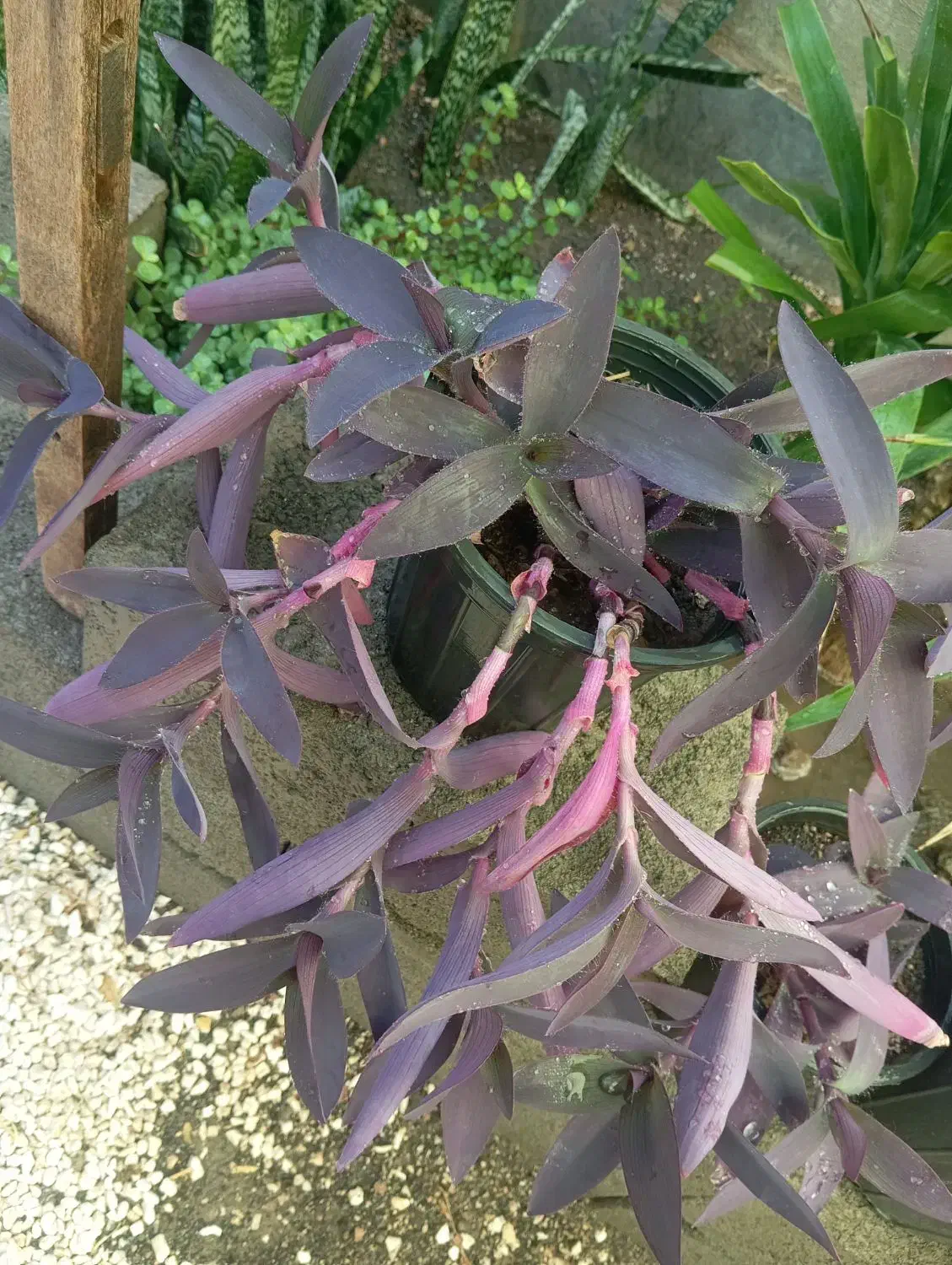 حراجی گل مریم|گل و گیاه طبیعی|سبزوار, توحیدشهر|دیوار