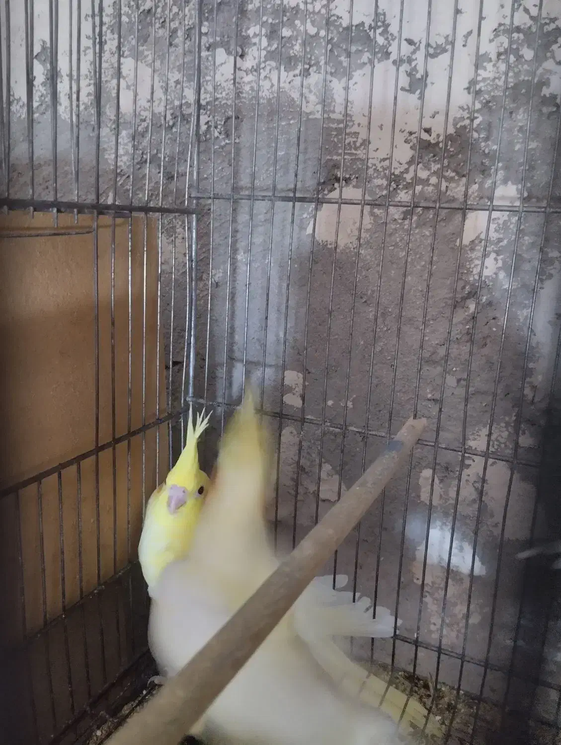 فروش عروس مولد|پرنده|قم, جوی شور|دیوار