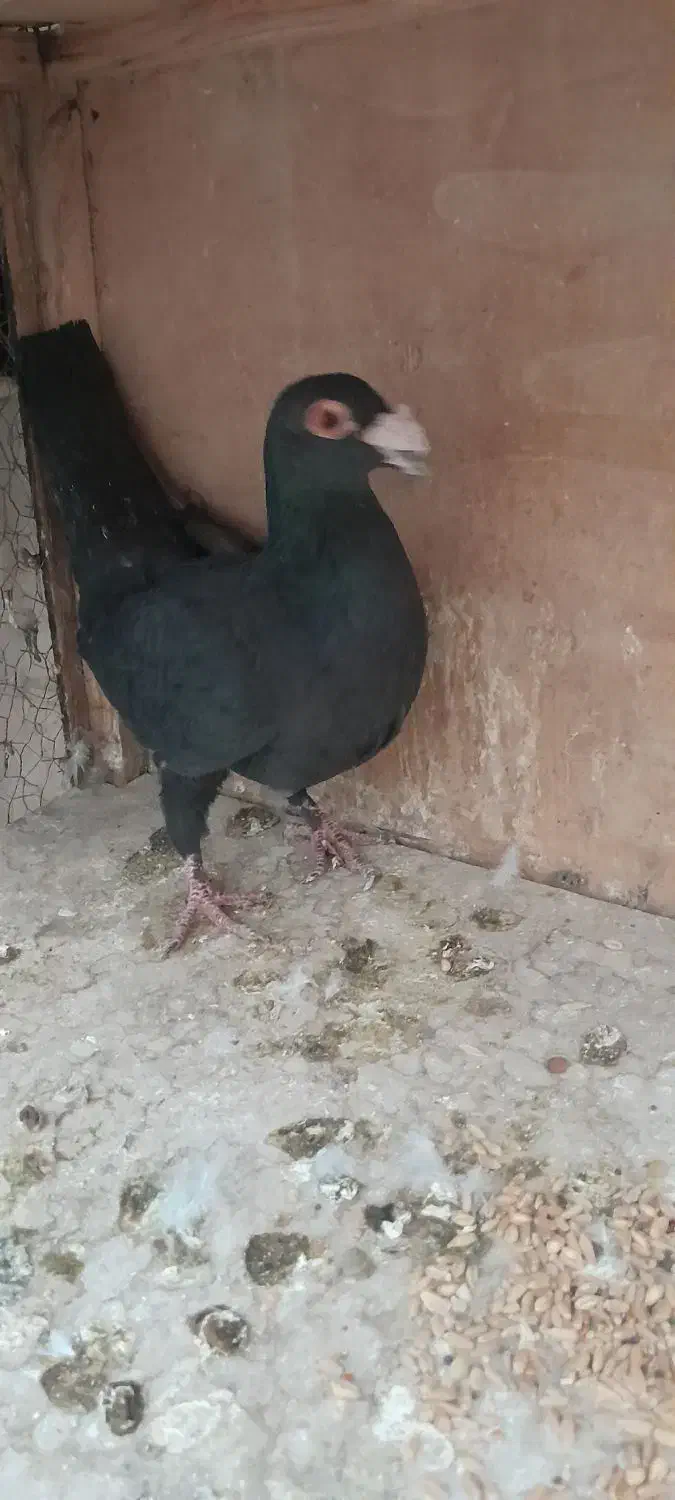 کبوتر زاغ کرمانی نر مست غریبگیری|پرنده|پاکدشت, حصار امیر|دیوار