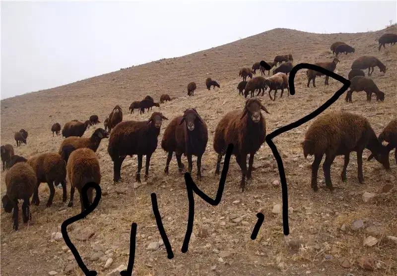 میش آبستن یا میش و بره وعدەای|حیوانات مزرعه|دیواندره, |دیوار