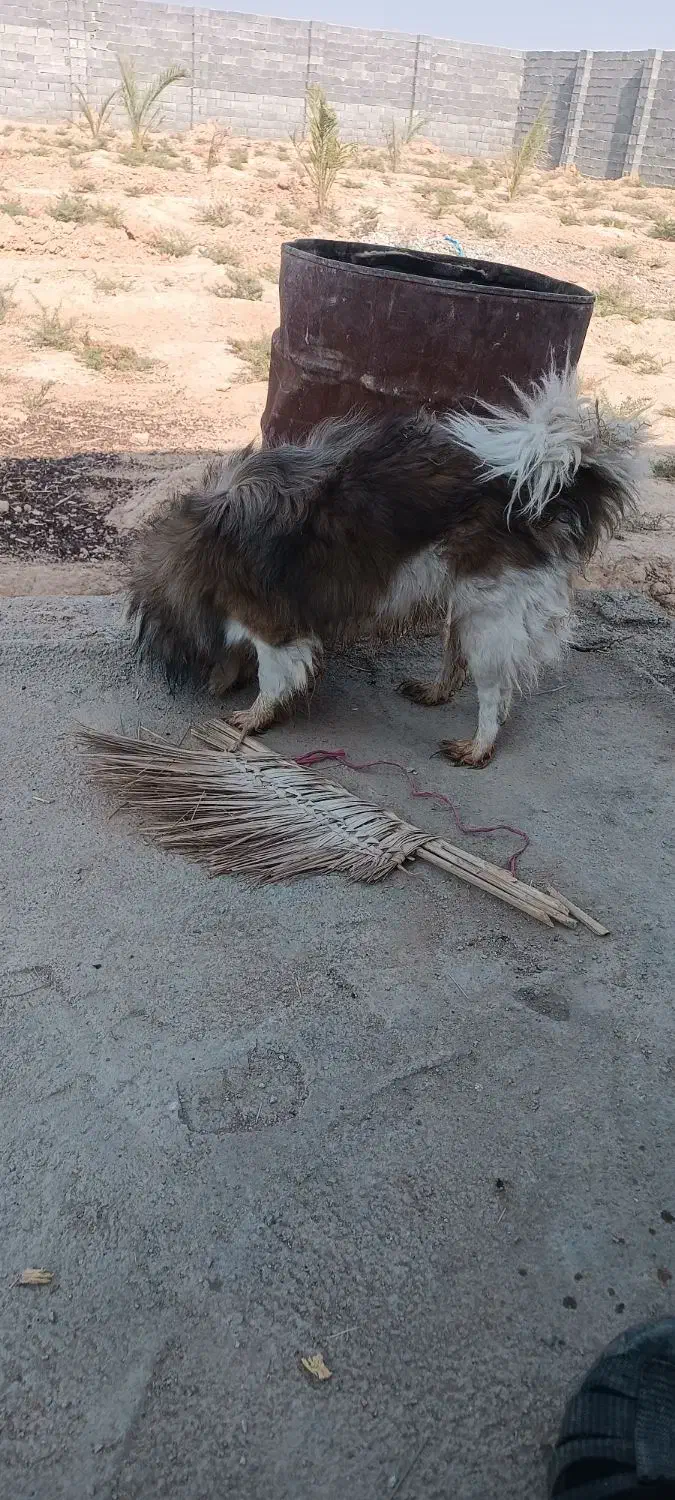 سگ تیبتان اسپانیل|سگ|بهبهان, |دیوار