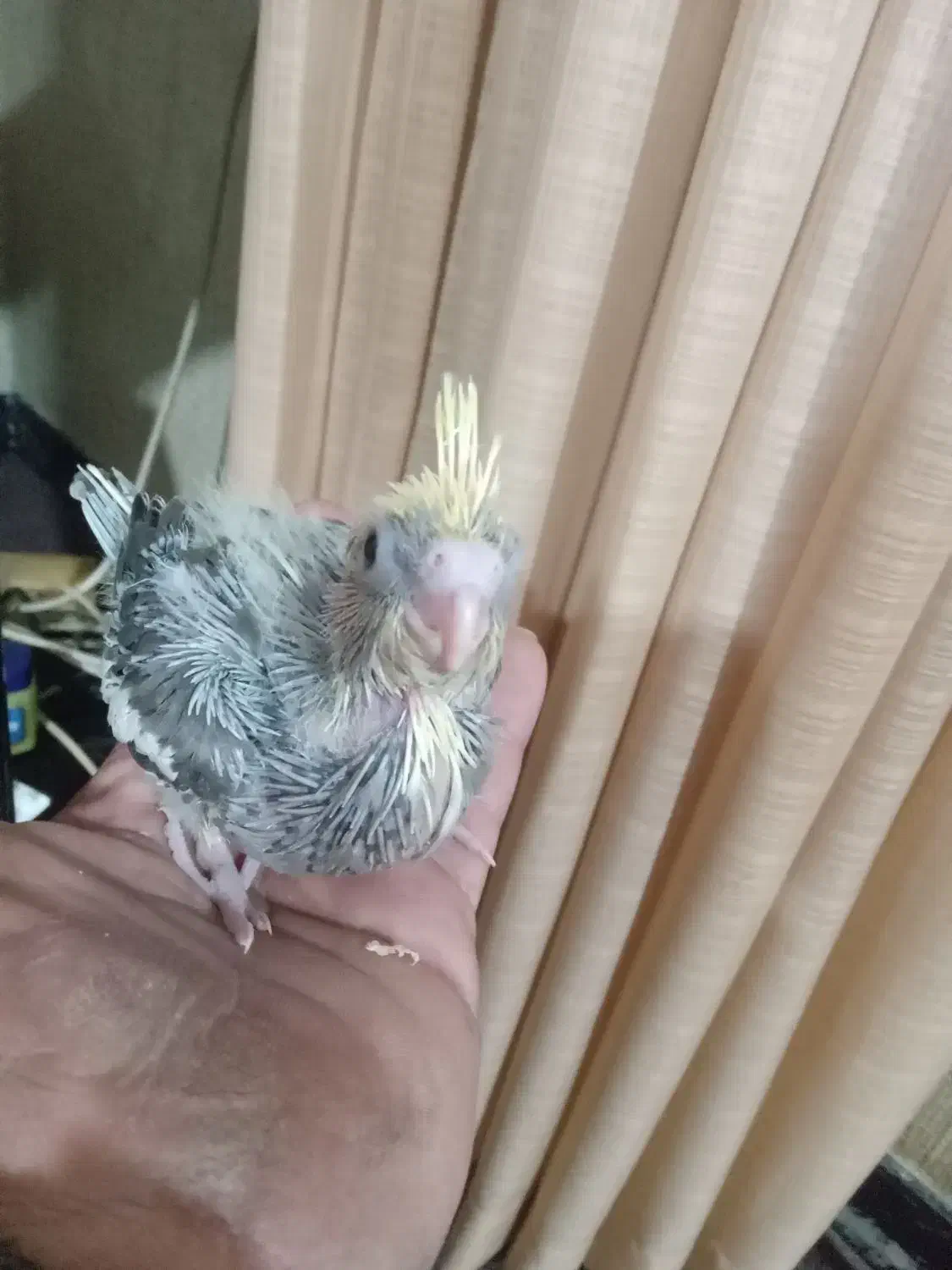 جوجه عروس هلندی سرلاکی کاملا سالم سرحال|پرنده|ساری, |دیوار