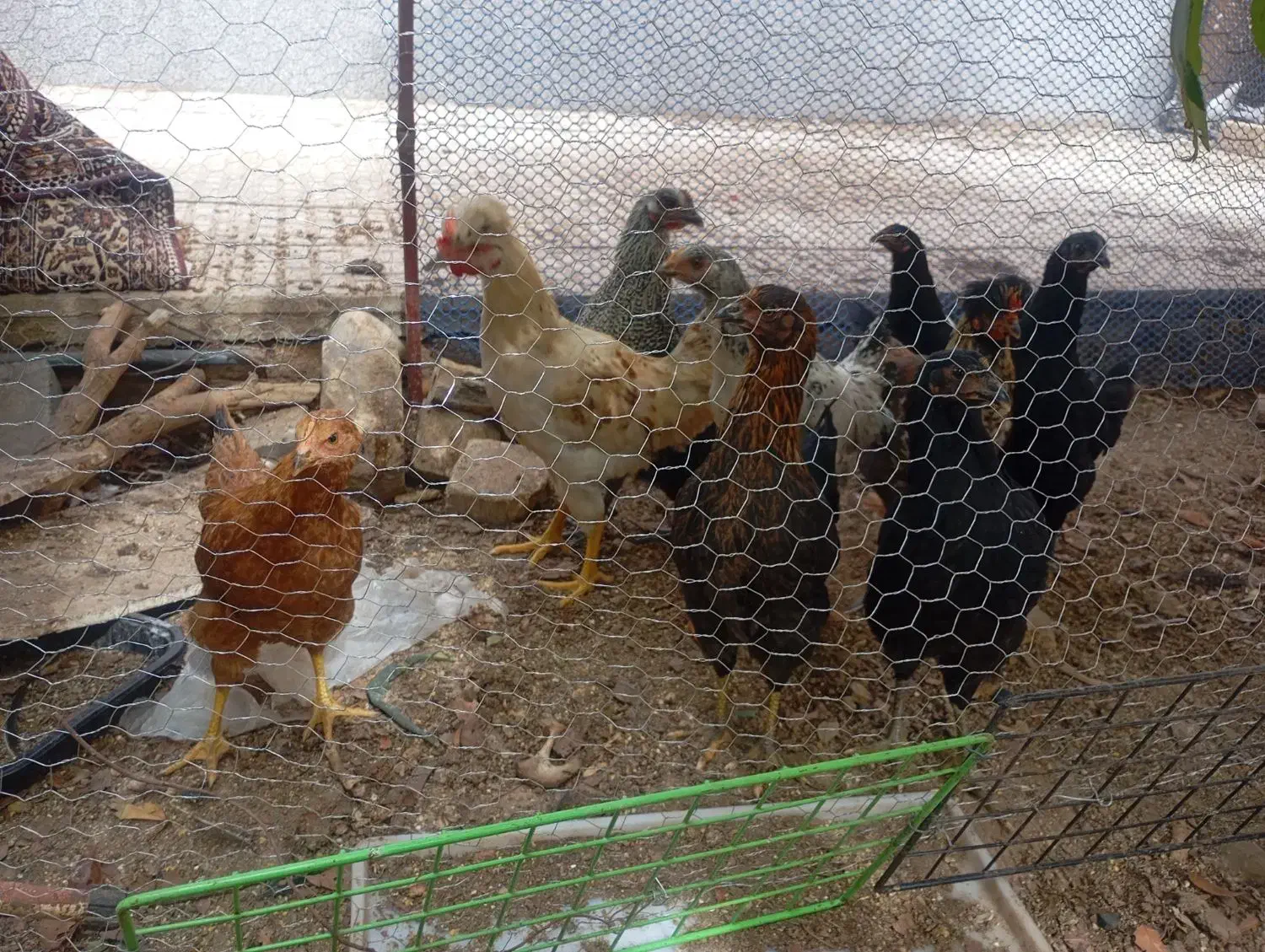 جوجه مرغ چاق|حیوانات مزرعه|یزد, |دیوار