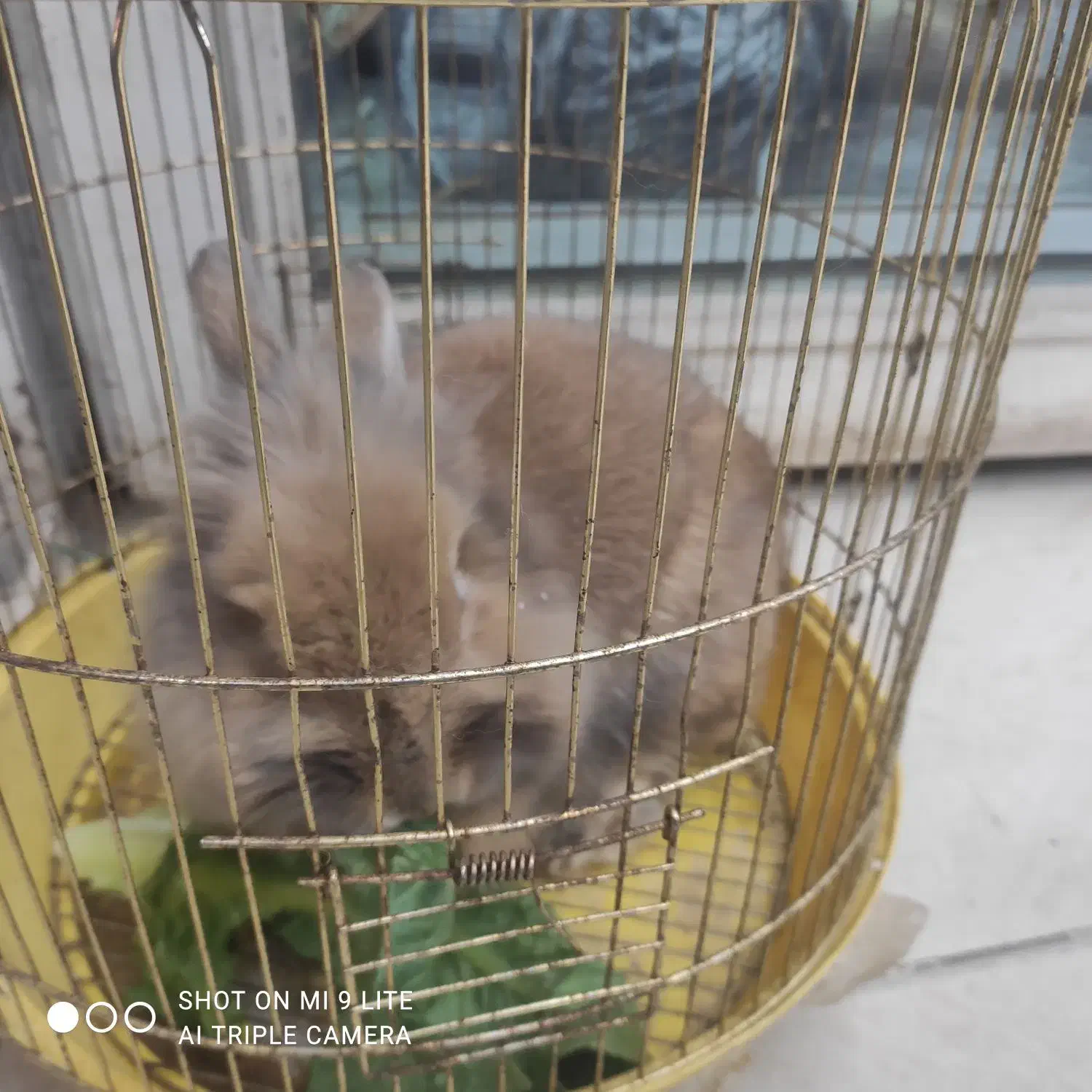 خرگوش لپ|موش و خرگوش|نسیمشهر, |دیوار